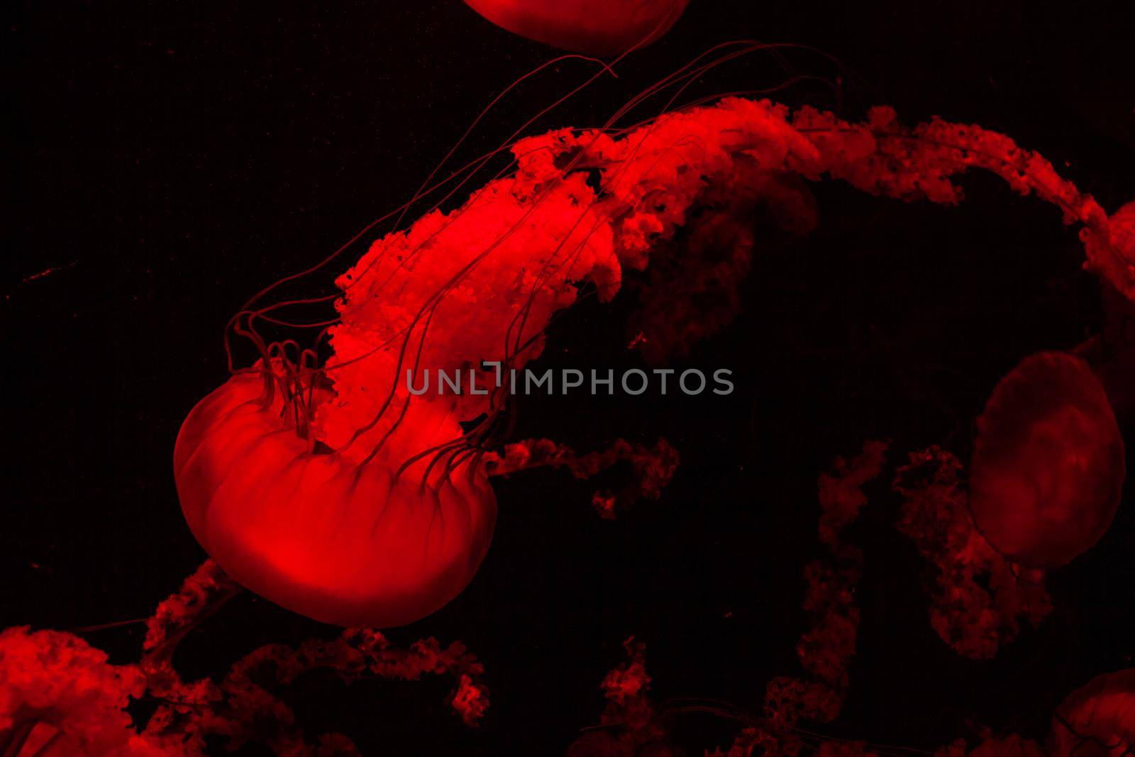 Red Light Bright Transparent Jelly Fish Aquarium by kisika