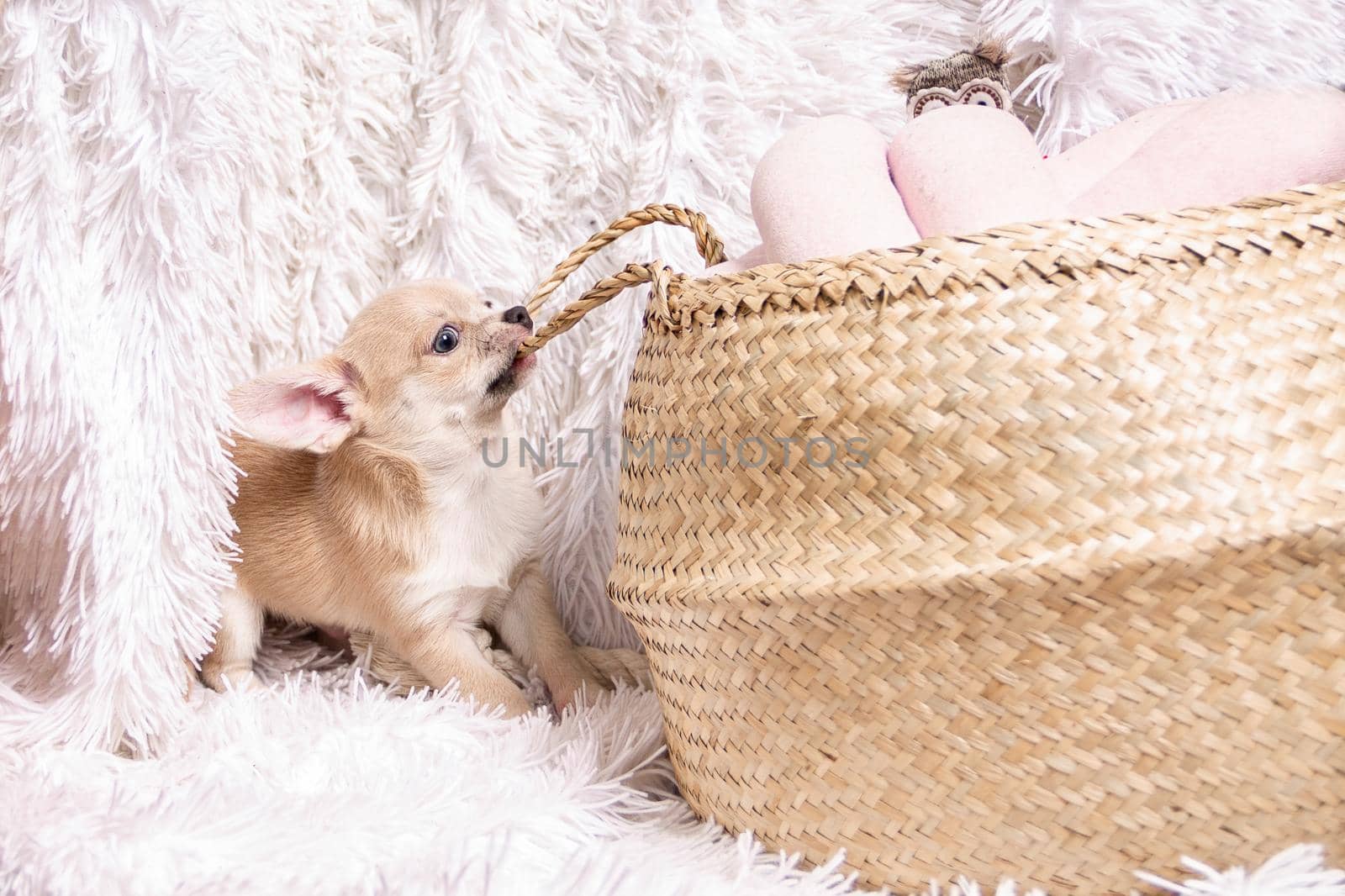 Cute and funny Light chihuahua puppy playing on living room's and gnaw Wicker basket at white background