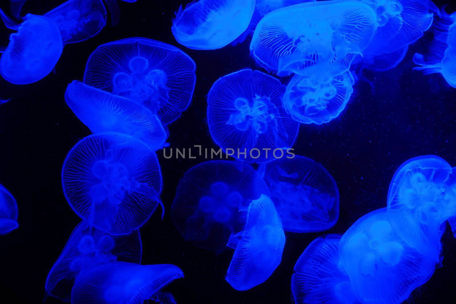 Blue Light Bright Transparent Jelly Fish Aquarium by kisika