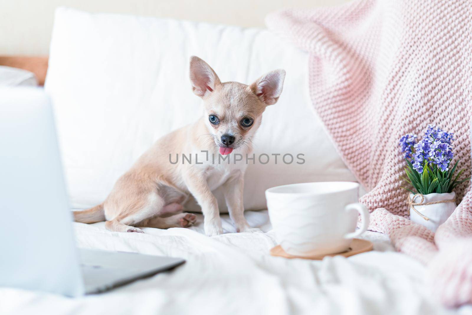 Breakfast in bed. Funny young chihuahua dog covered in throw blanket with steaming cup of hot tea or coffee. Lazy puppy wrapped in plaid relaxes. Good morning.