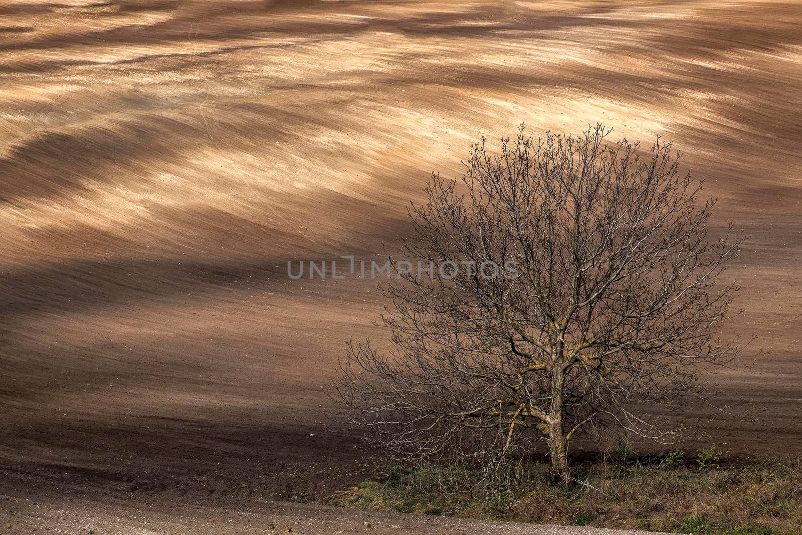amazing landscape of tree and clean plowed field at the background