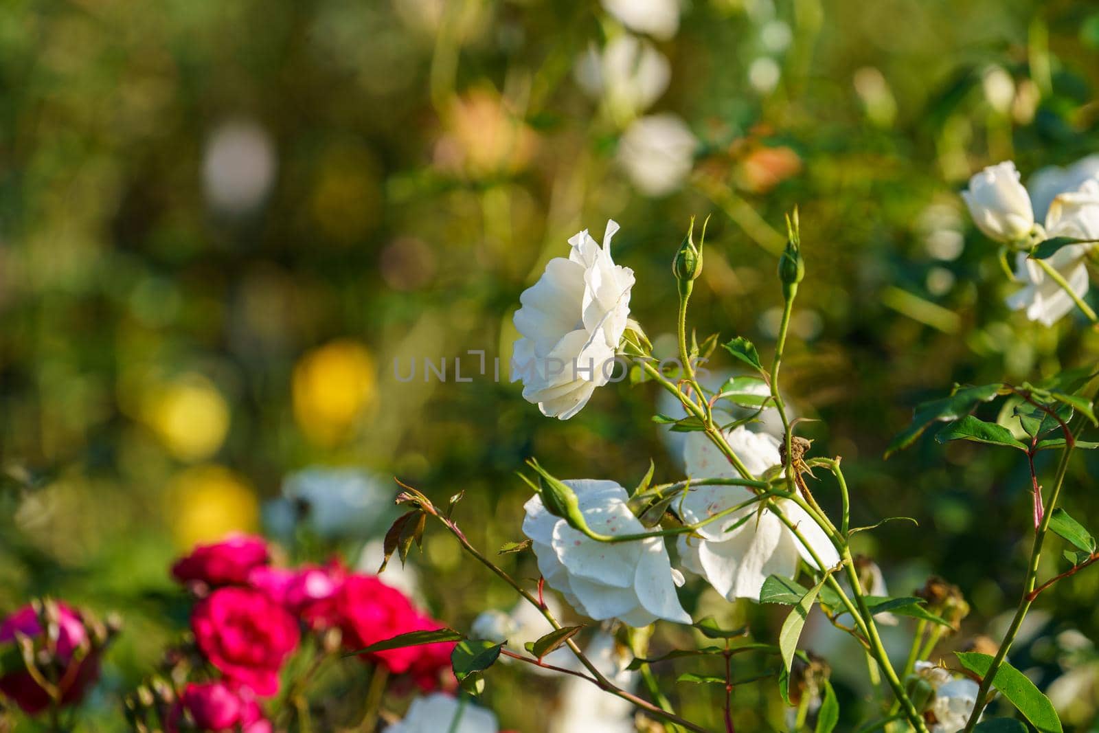 White roses in a flowerbed in the garden by Vvicca