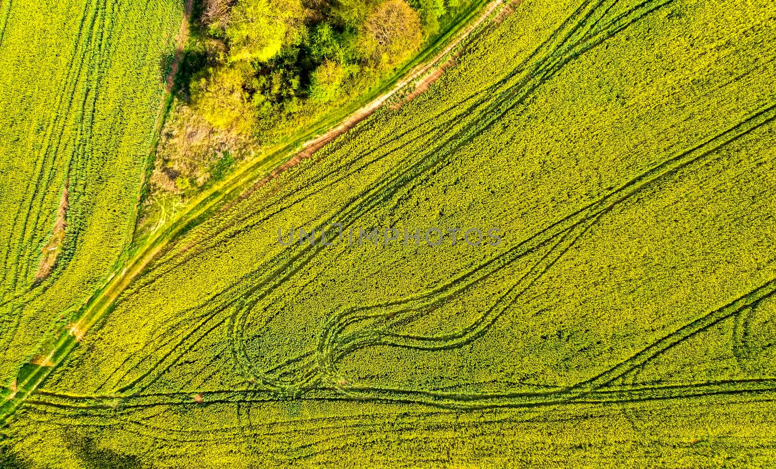 Aerial shot of field with a tractor traces on the agricultural field sowing. Rapeseed field