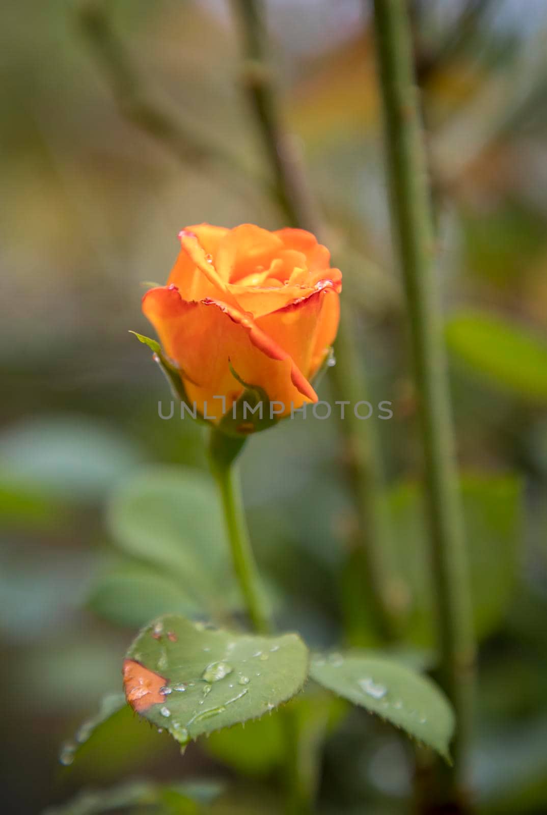 The beautiful young wild rose with dew on blurred background 