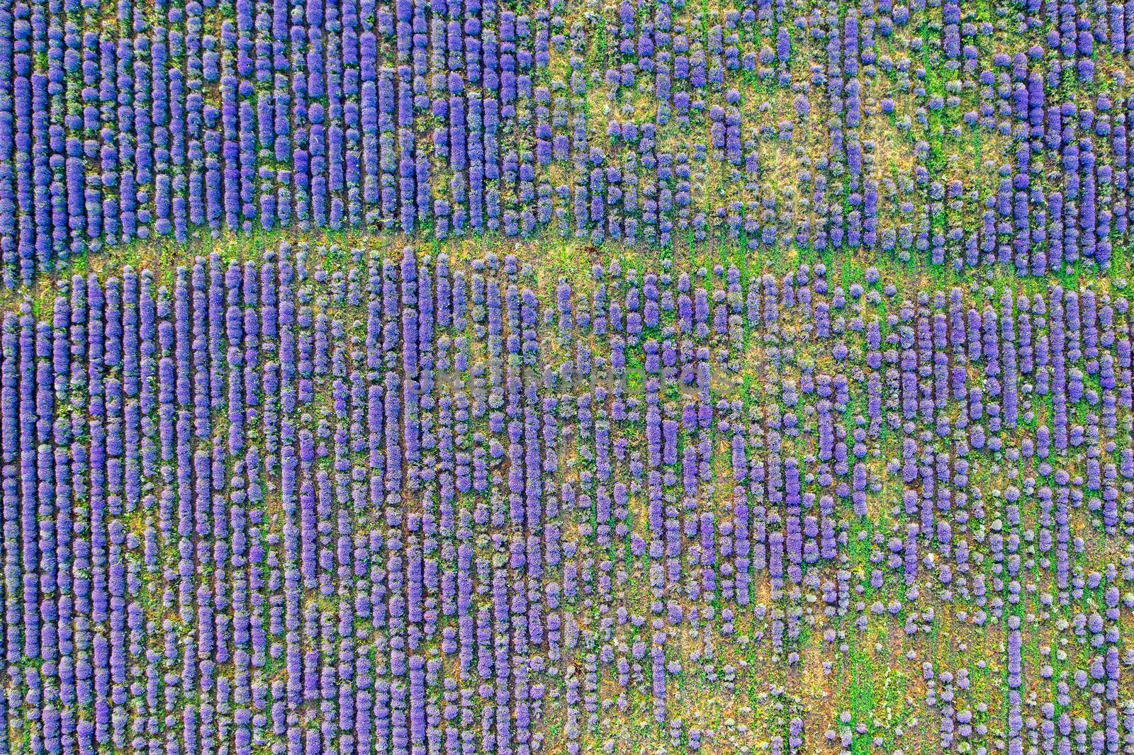 Aerial view from a drone to a lavender field.Horizontal view.