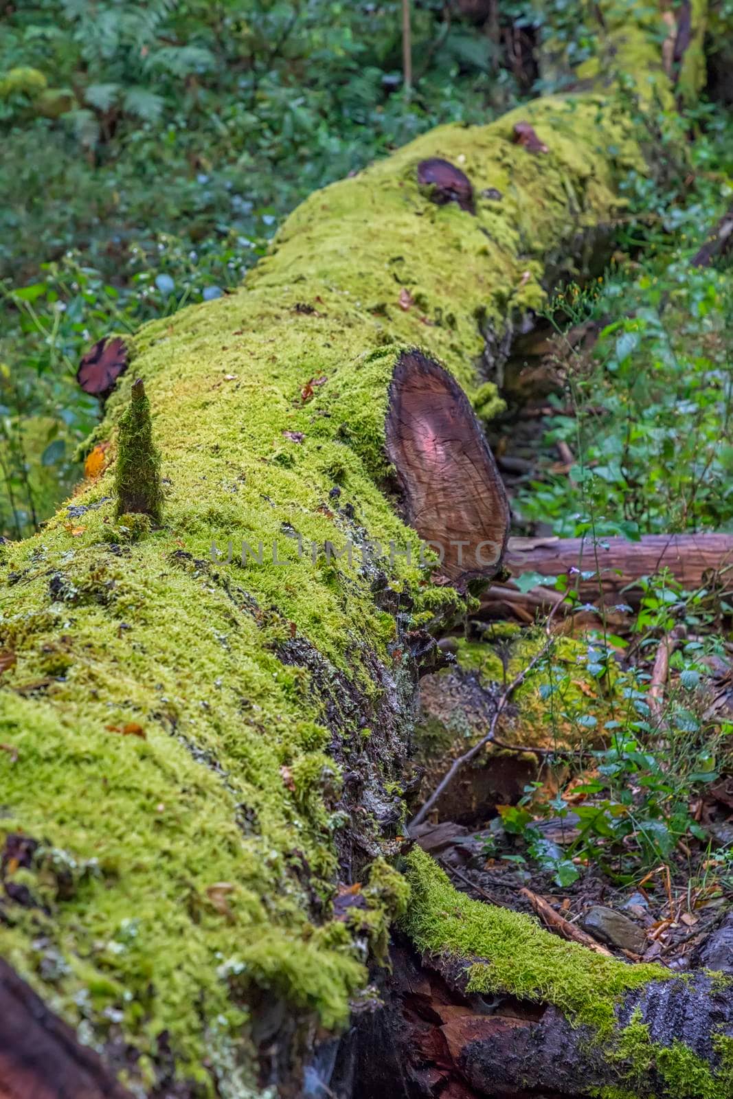 Close up view of an old wooden stem with fresh green moss. Forest spring decorations. Vertical view  by EdVal