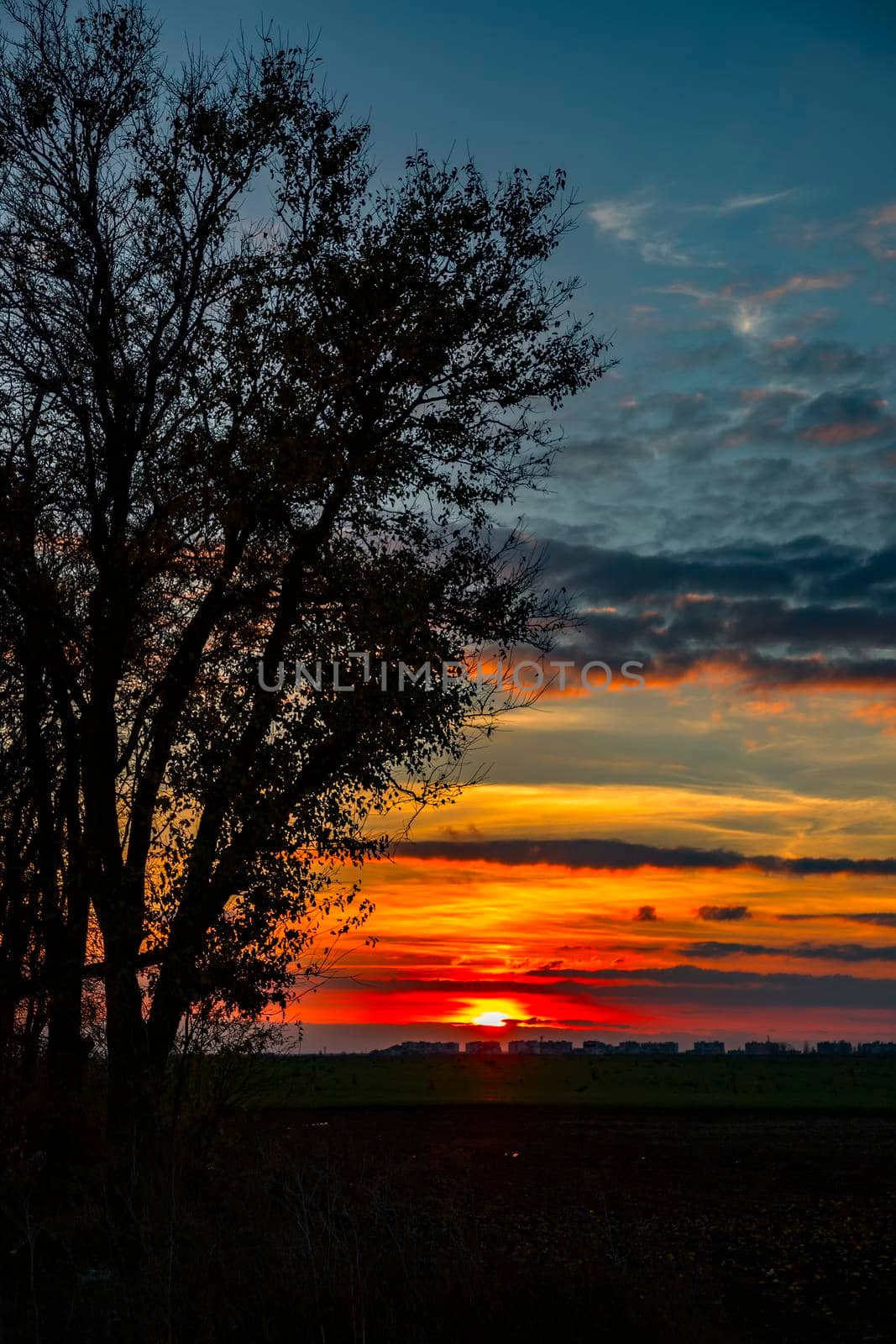 Silhouette of trees in the sunset. Trees at sunset.  Amazing sky and sunlight at sunset sky. Vertical view