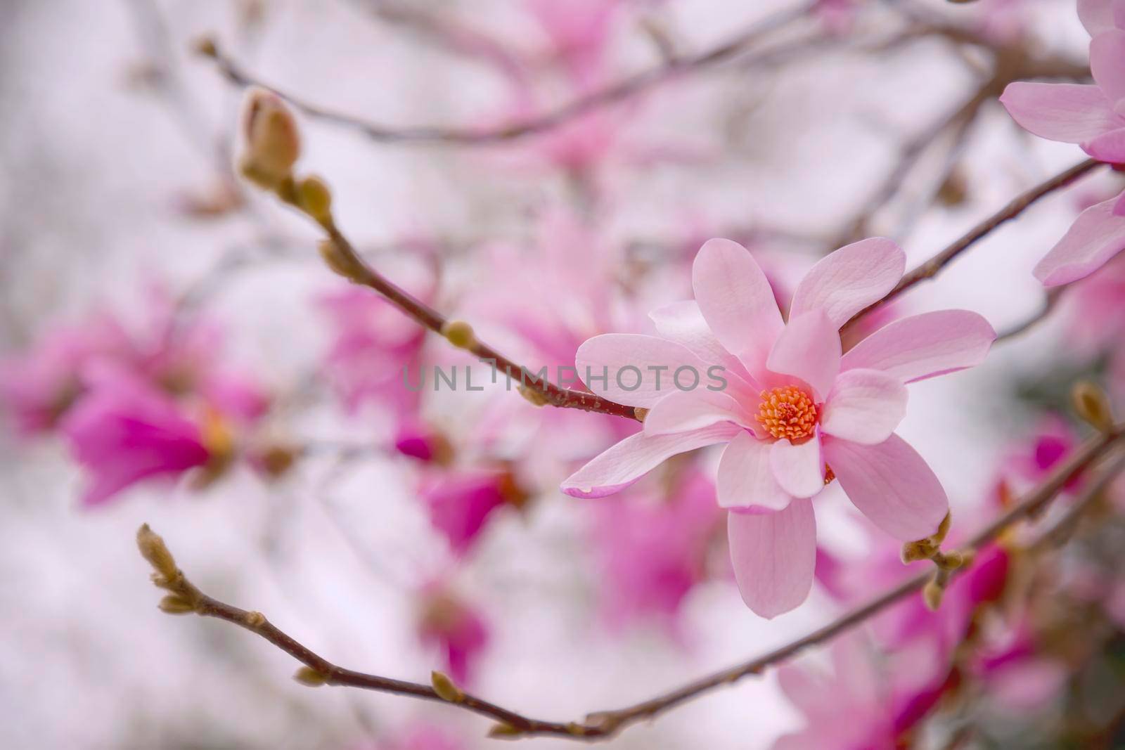 Magnolia Flower on Magnolia Tree. A pink flowering magnolia flower