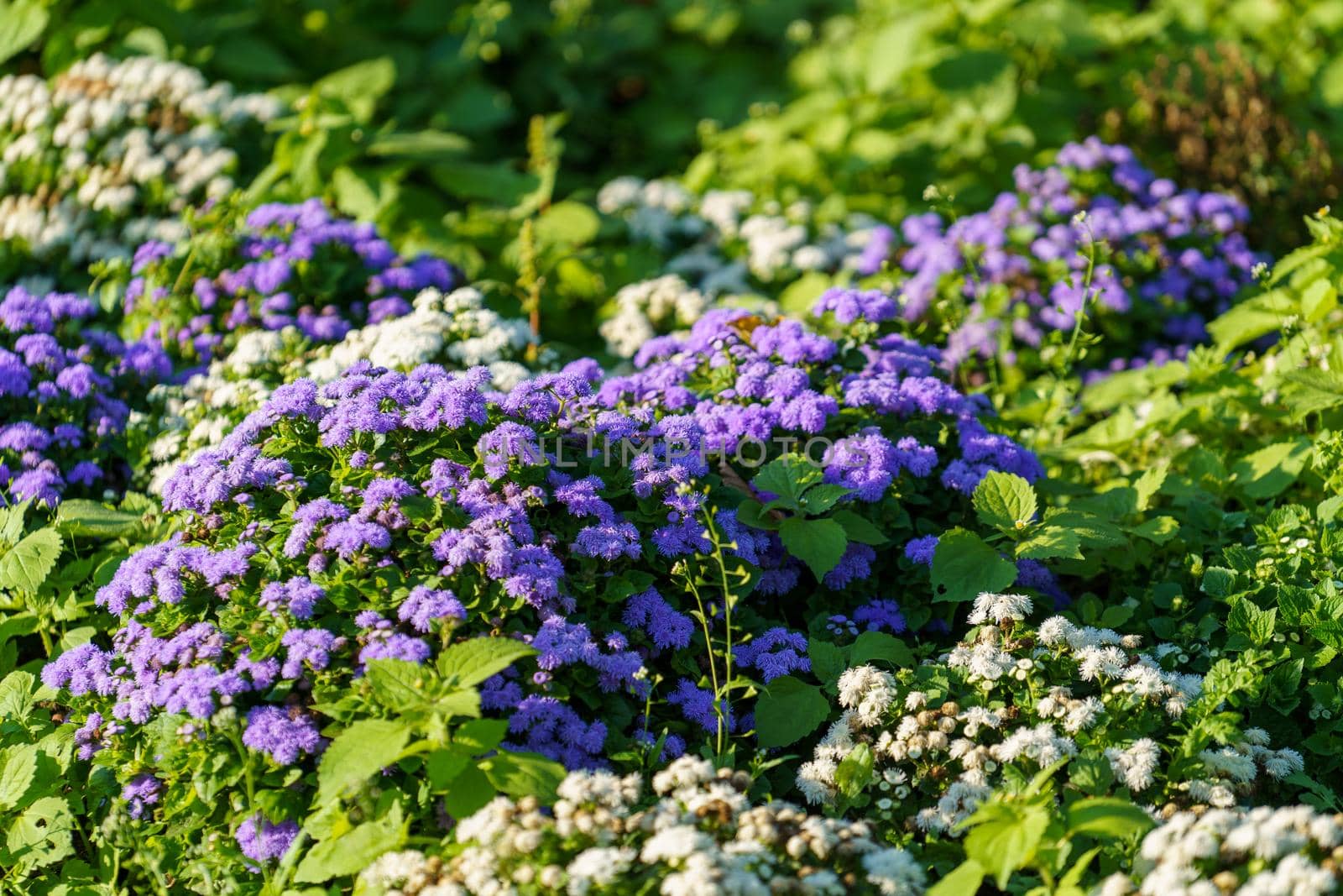 Floral background with purple flowers in the flower bed by Vvicca