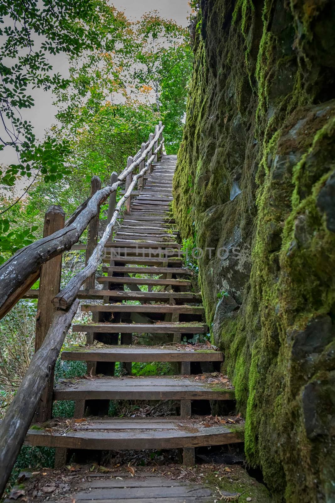 A wooden stair going up to the hill in the forest, Ecopath White River, near Kalofer, Bulgaria. by EdVal