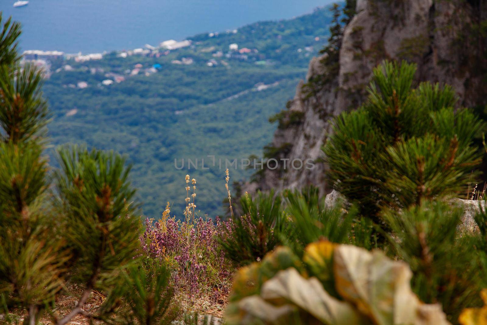 Ai-Petri Crimea mountain plants close up view by kisika
