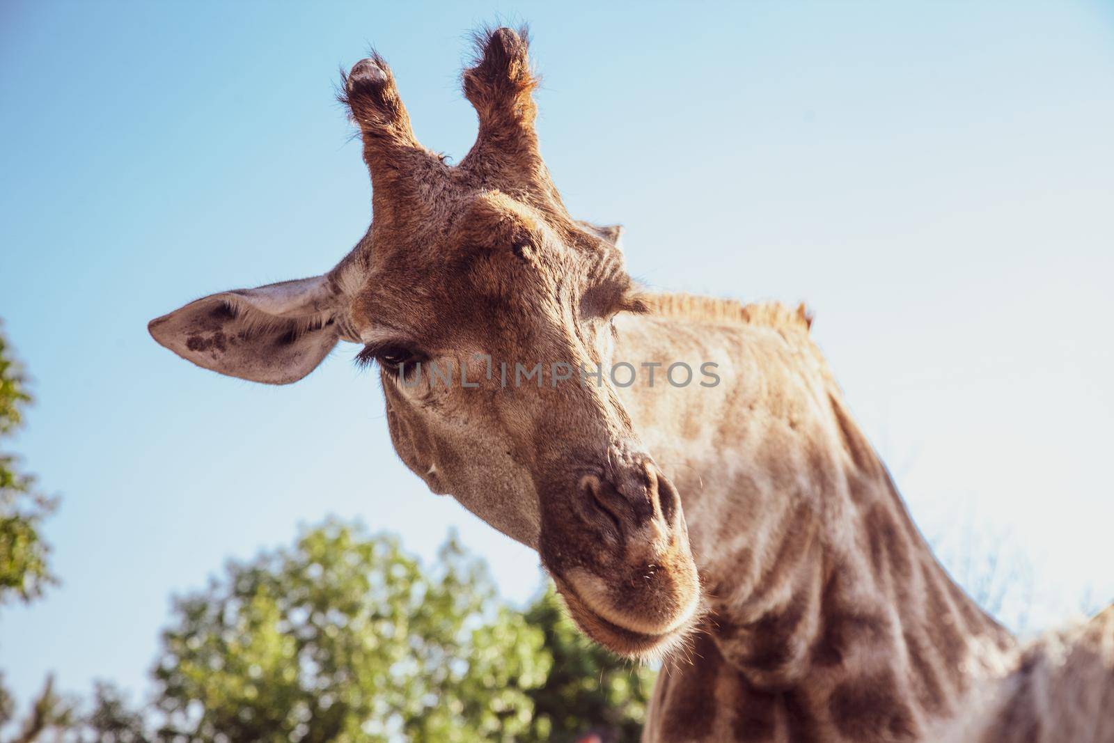 Large funny giraffe head in safari zoo by kisika