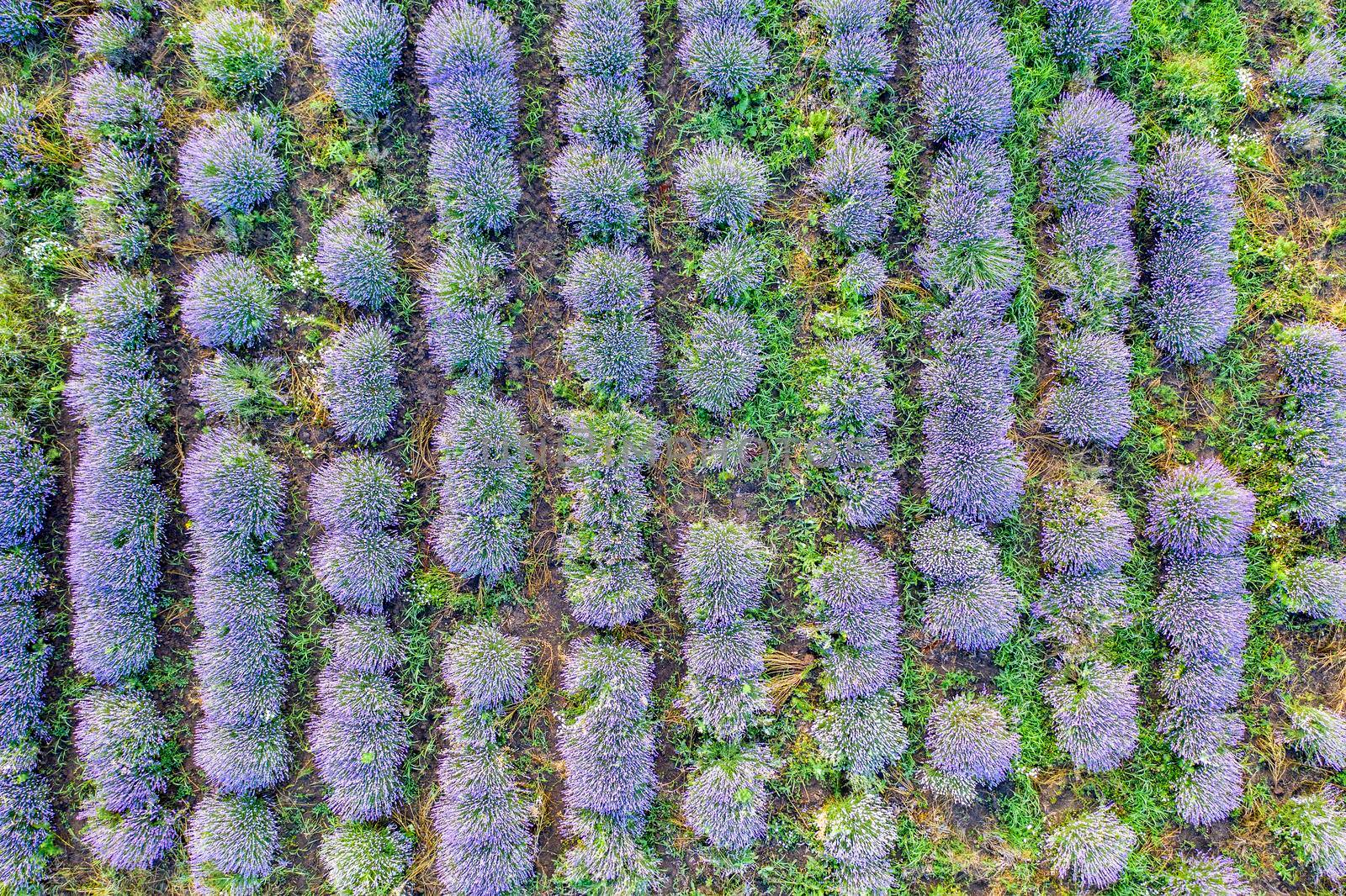 Aerial view from a drone to a lavender field.Top view..