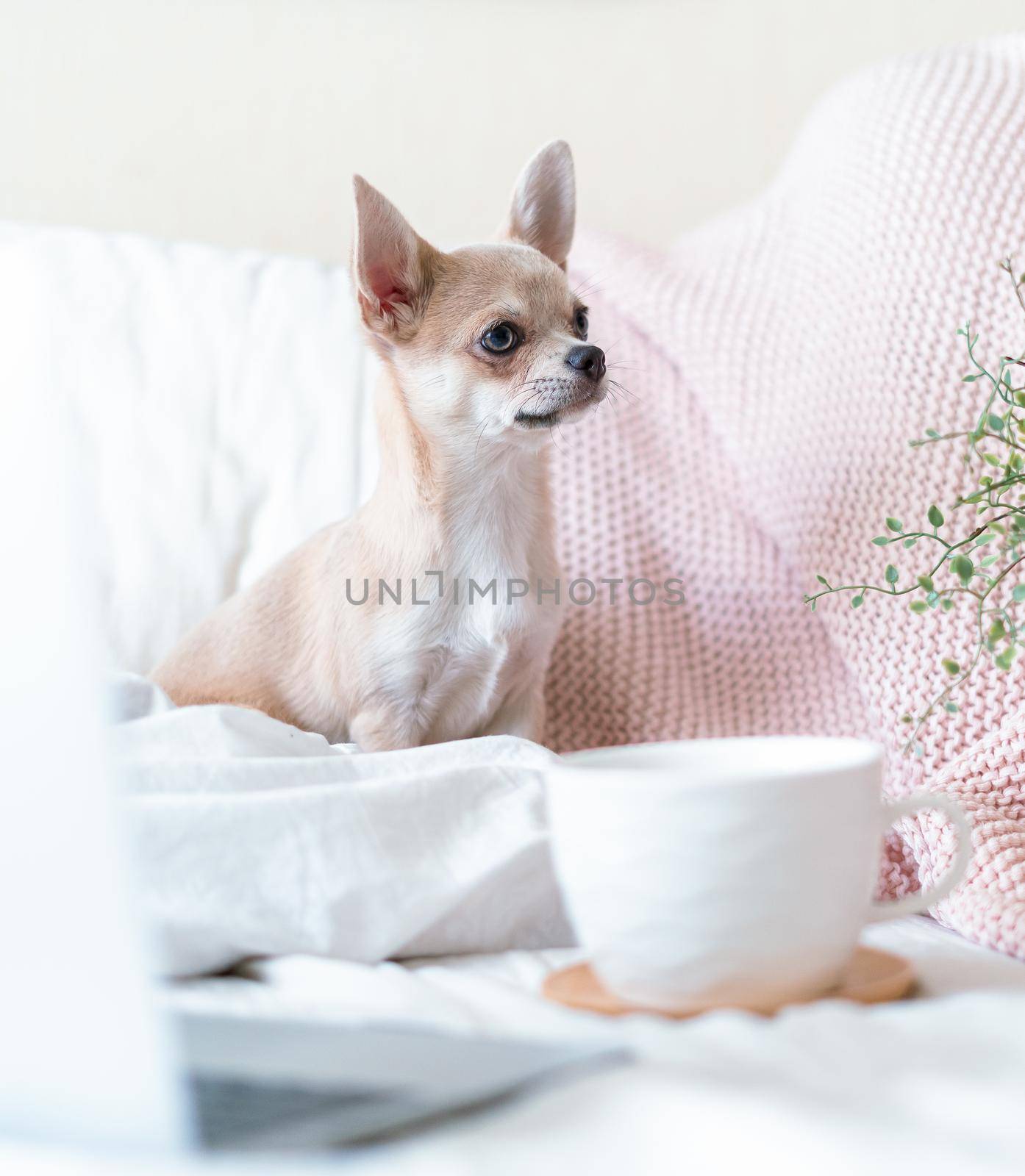 chihuahua dog covered in throw blanket with cup of hot tea or coffee by Ostanina