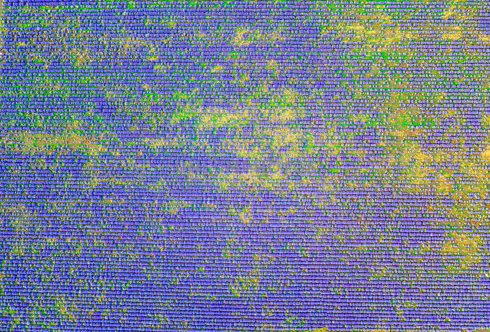 Aerial view from a drone to a lavender field.Horizontal view.