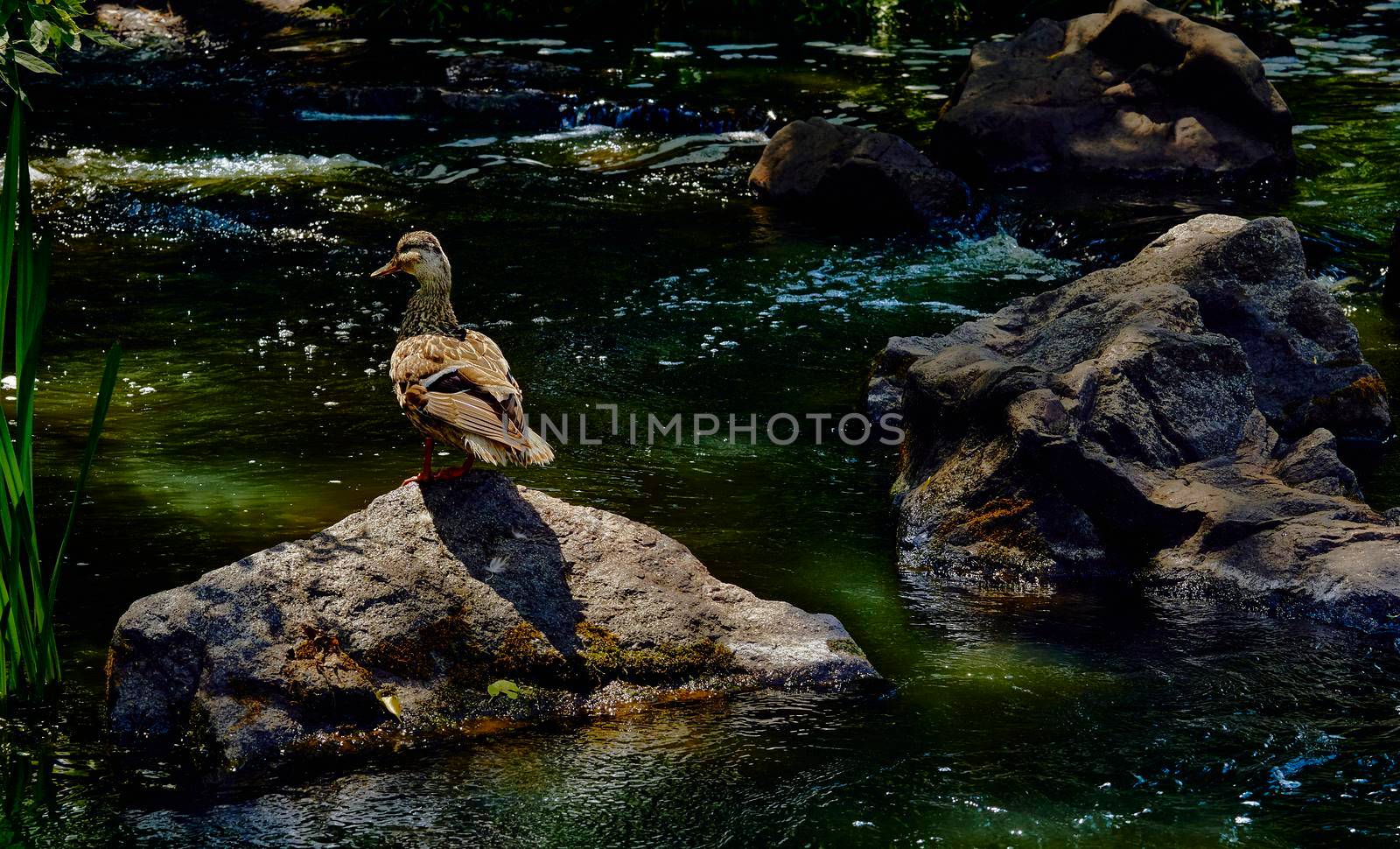 a waterbird with a broad blunt bill, short legs, webbed feet, and a waddling gait.Wild brown duck walking on volcanic rocks.