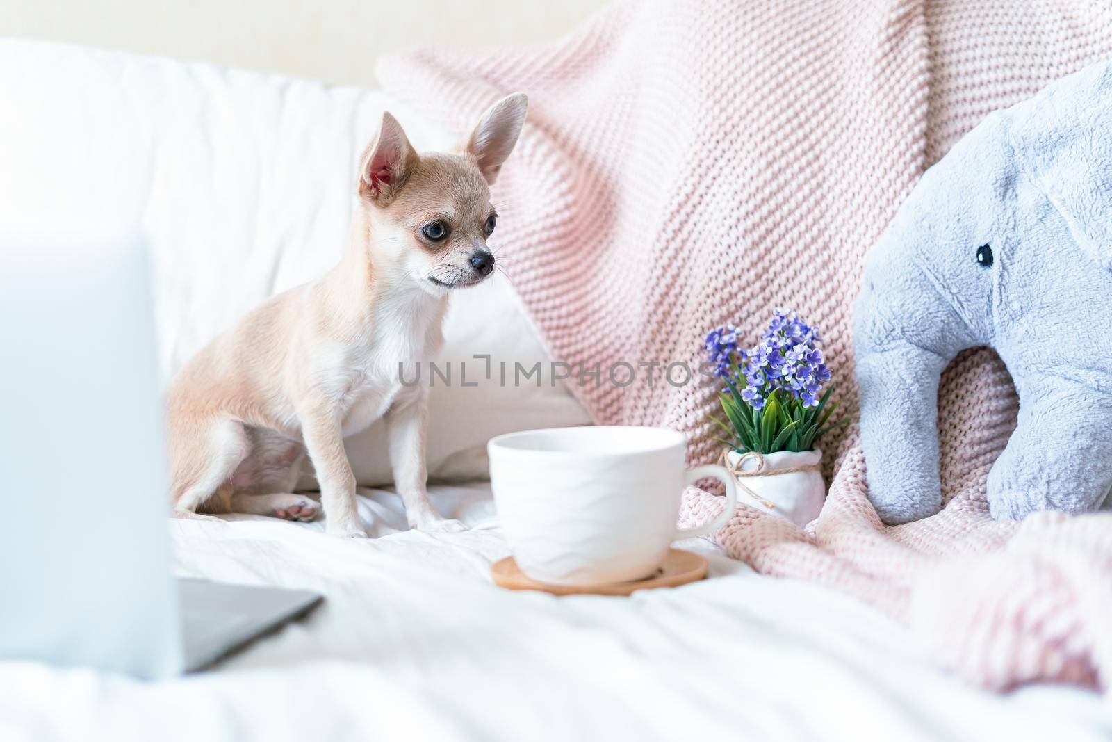 Breakfast in bed. Funny young chihuahua dog covered in throw blanket with steaming cup of hot tea or coffee. Lazy puppy wrapped in plaid relaxes. Good morning.