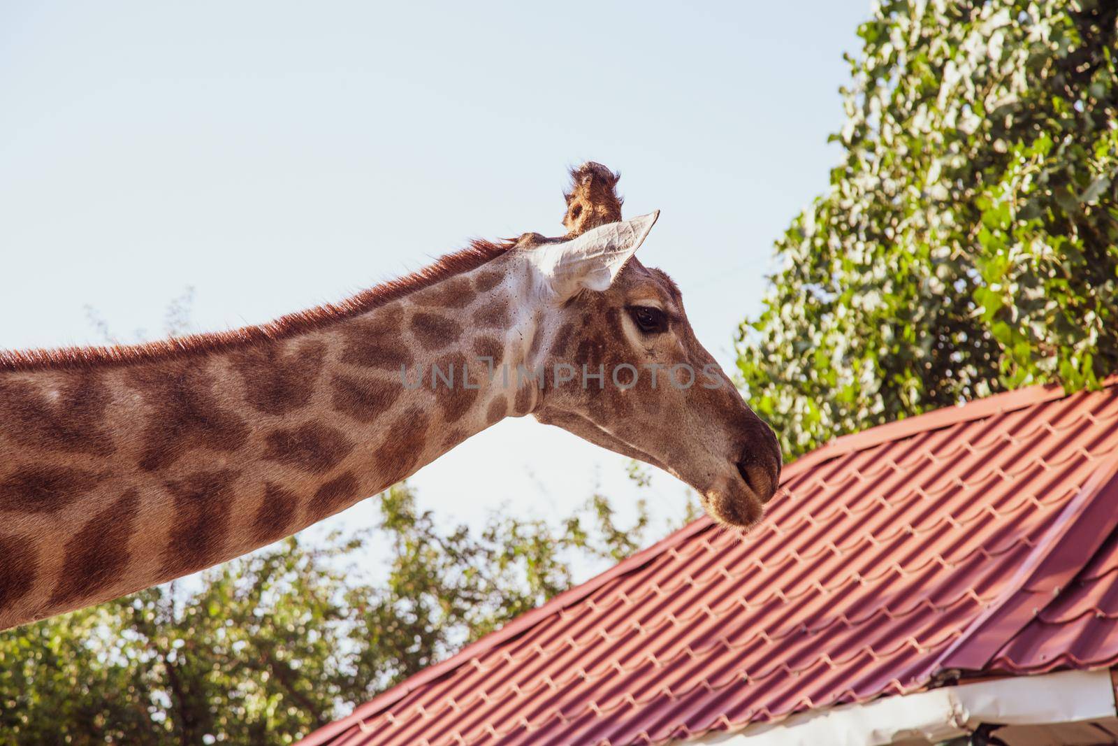 Large funny giraffe head in safari zoo by kisika