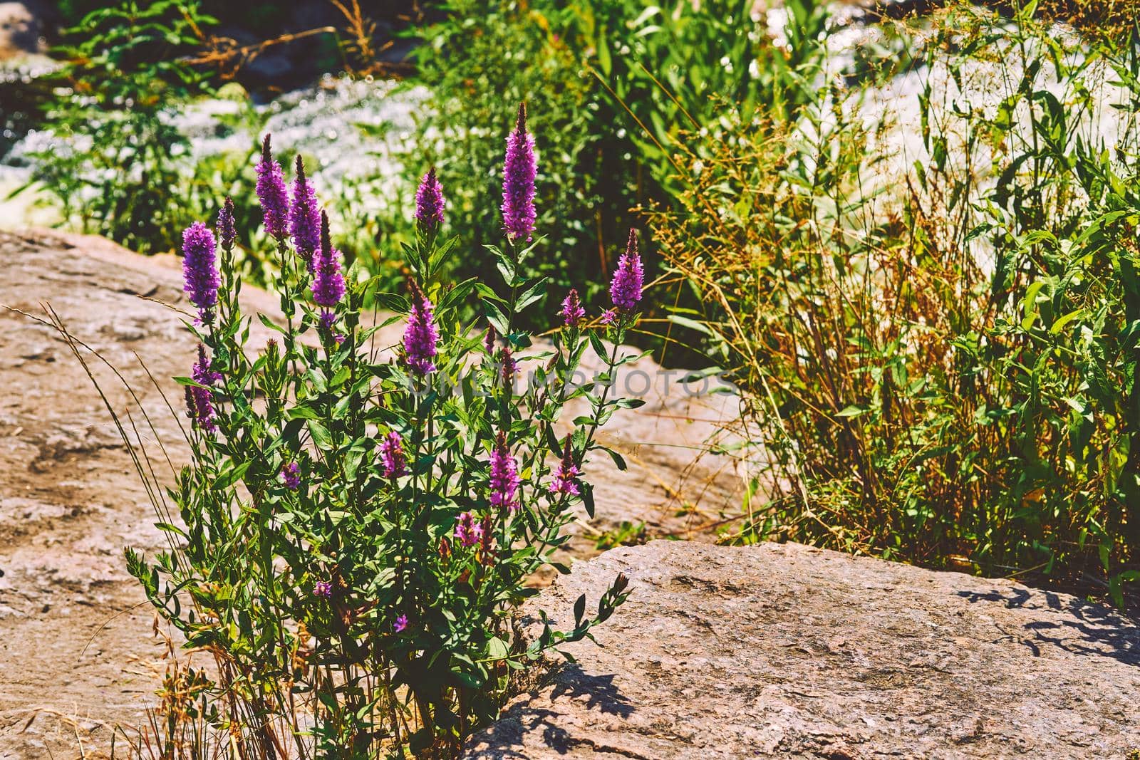 Medicinal herb flower blooming Sally on a summer mountain rocky slope by jovani68