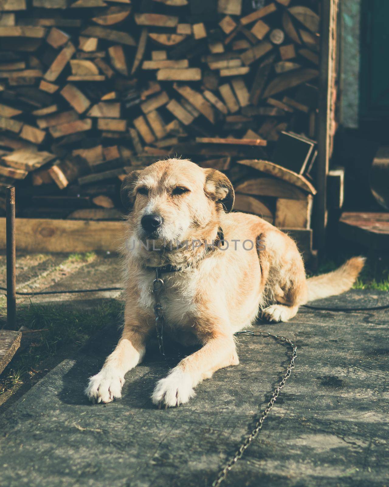 beautiful cute big dog mongrel on a chain, guards house and yard, lives in a booth