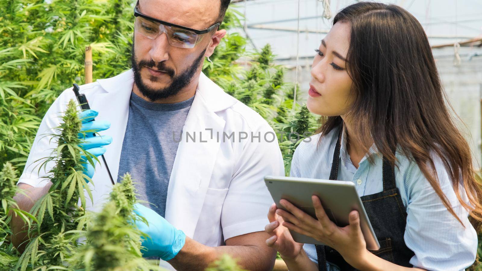 Professional researchers are checking plants and doing quality control of legally grown cannabis plants for medicinal purposes in large greenhouses. by TEERASAK