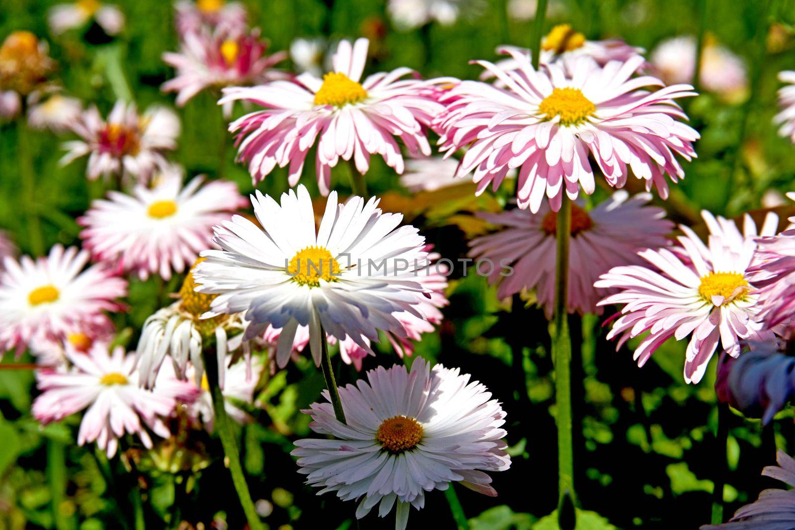 Aromatic beautiful daisies in the city park.a plant of the daisy family that has bright rayed flowers, typically of purple or pink.