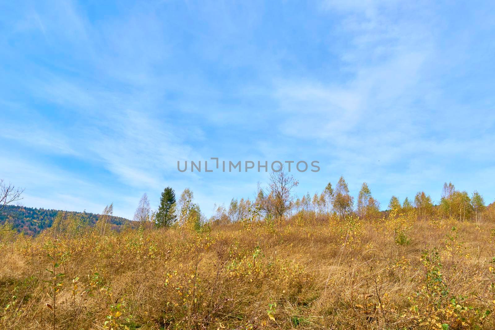 Clear blue skies and golden colors of autumn by jovani68