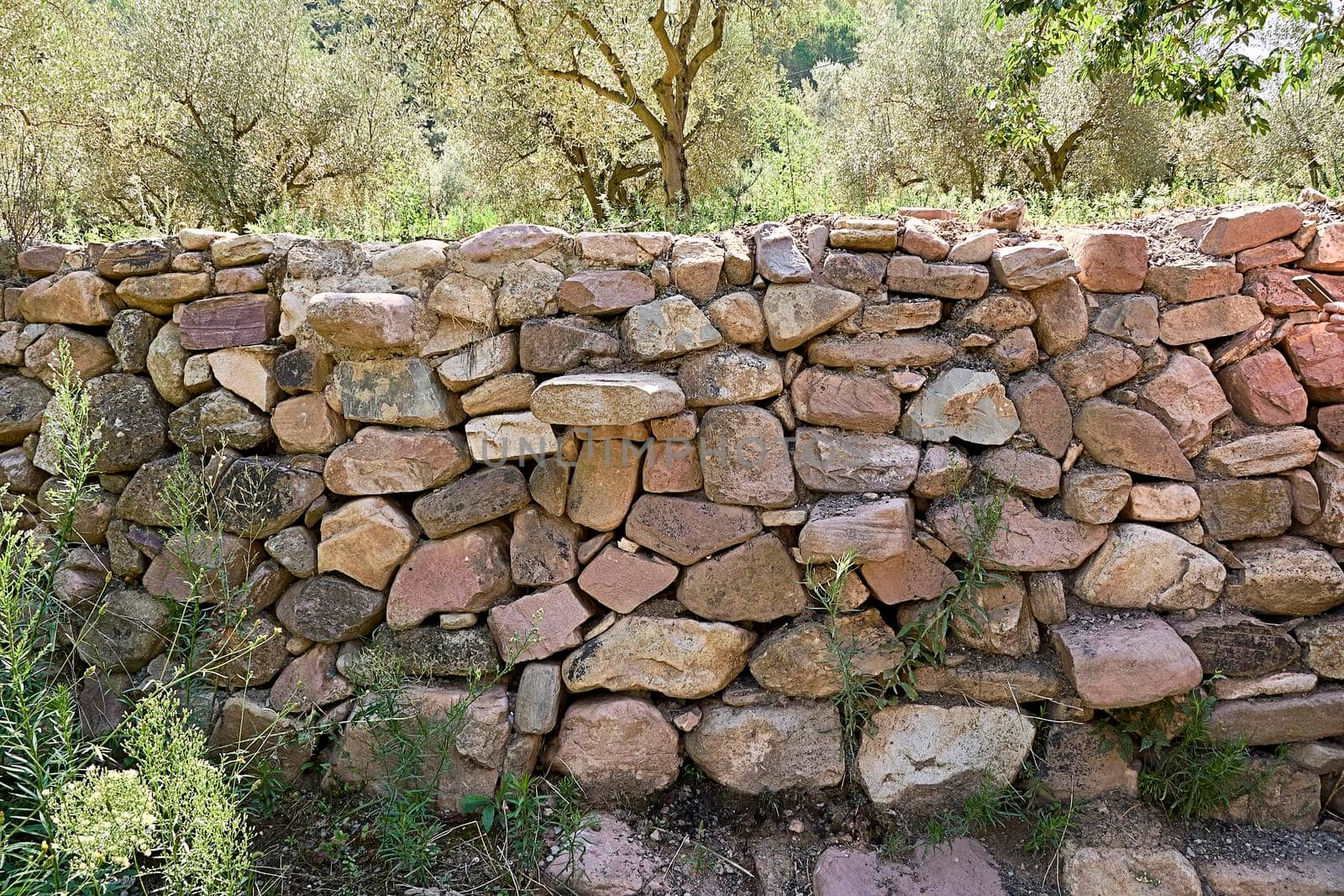 Stone wall for the fields, surrounded by olive trees.Front view, handcrafted construction, old