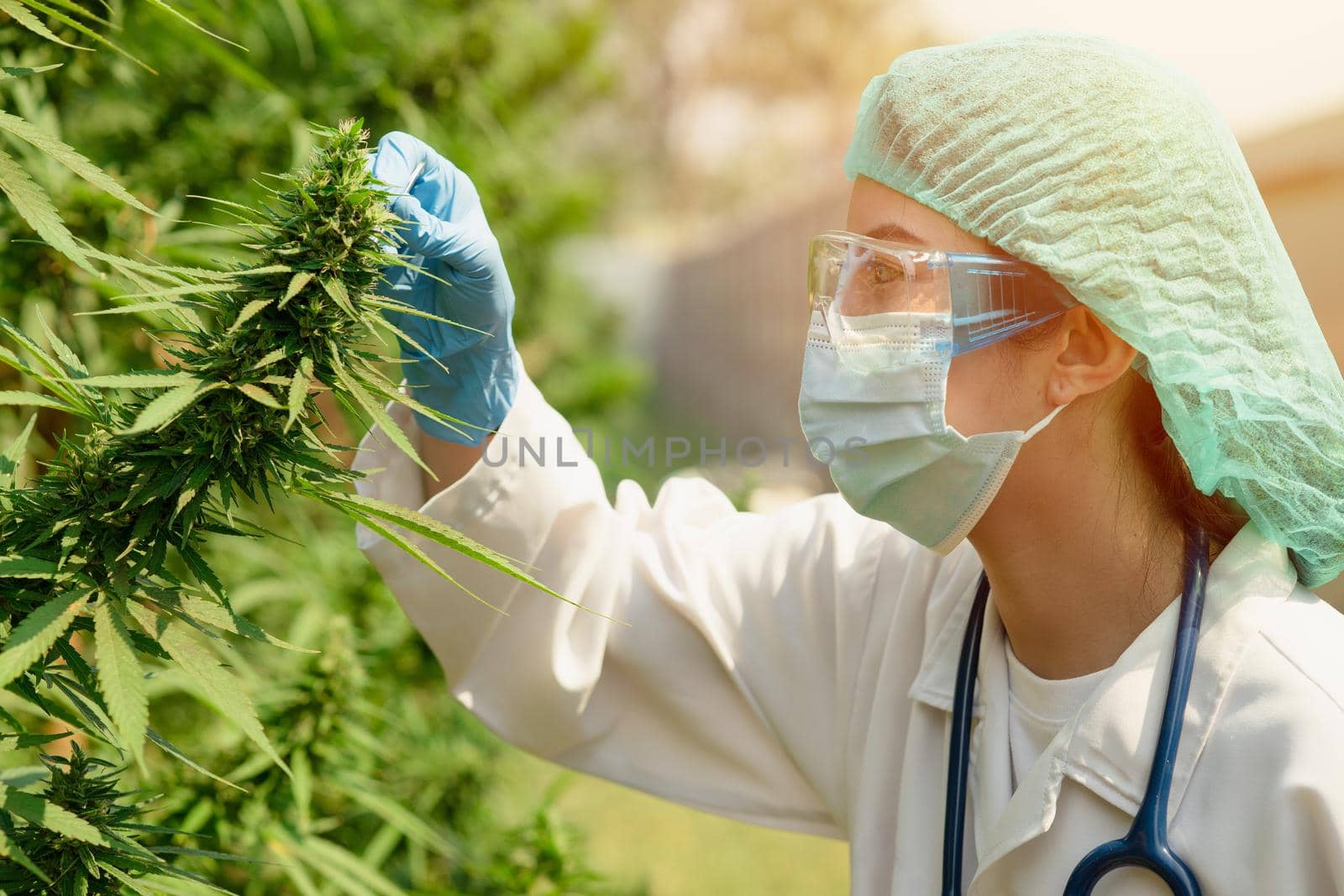 Plant scientist working in Sativa Cannabis agriculture farm for research hemp to use in hospital sleep and cancer medications treatment by qualitystocks