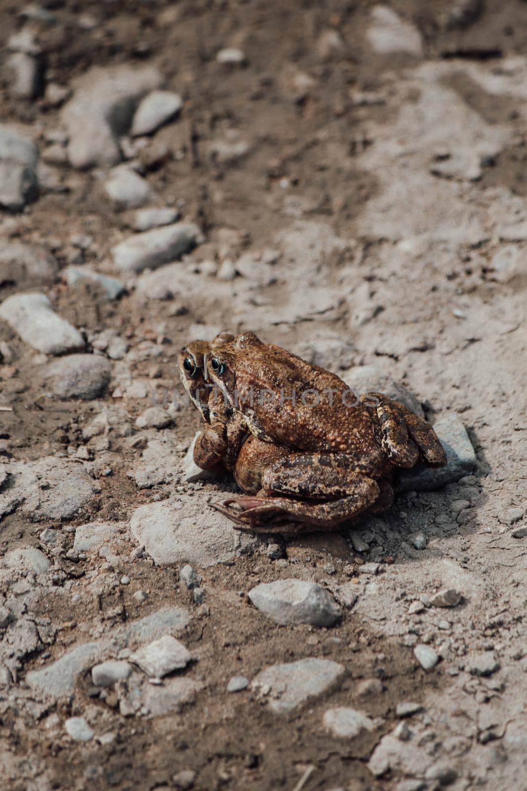 Gray frog sitting on another frog on the ground . High quality photo