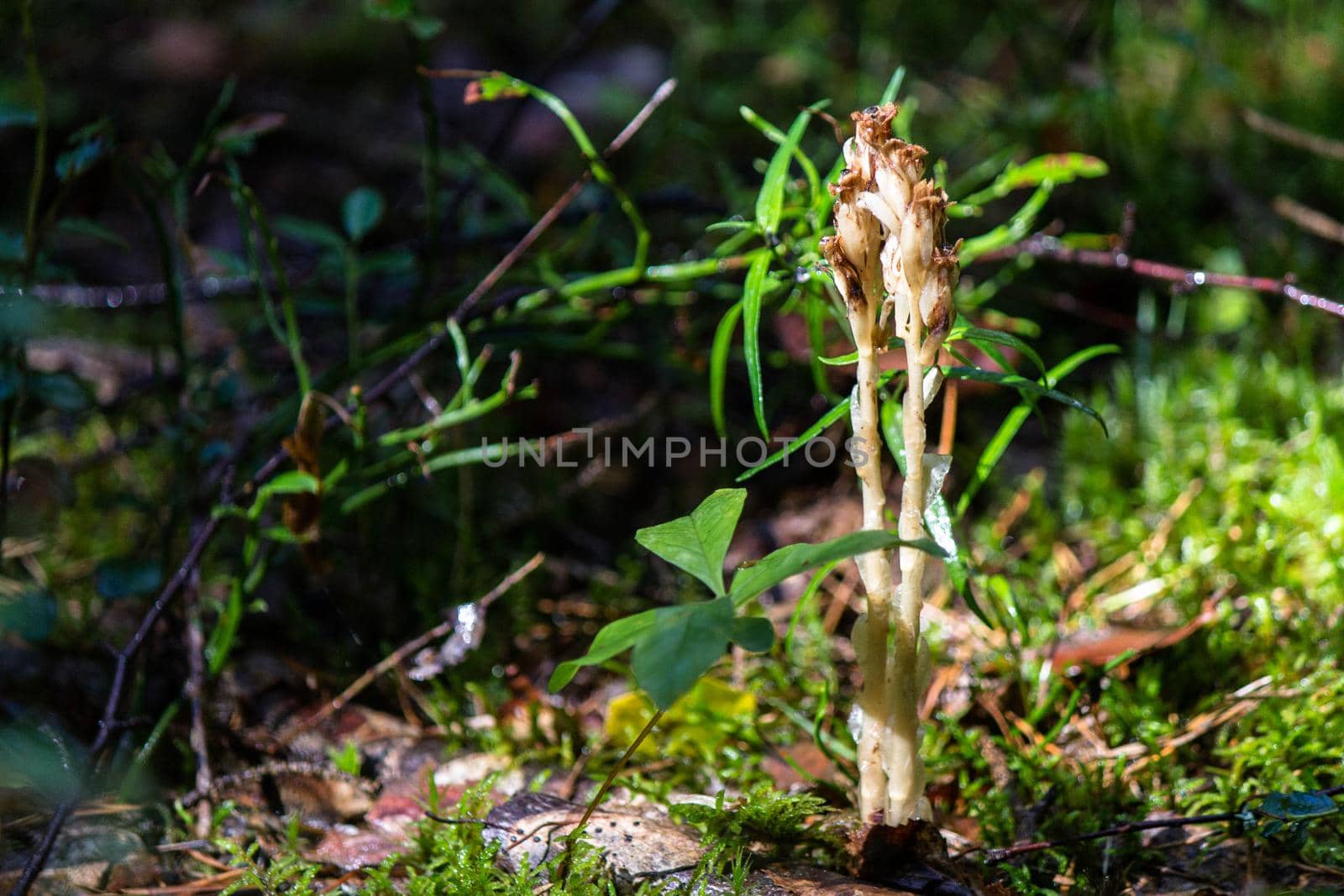 A strange porcini mushroom on a thin stem grows in moss in a clearing in the middle lane. High quality photo