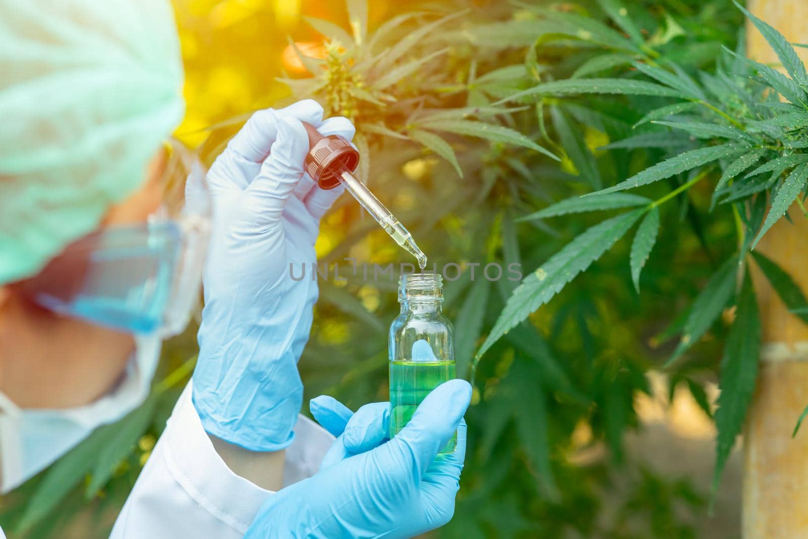 Doctor science with Sativa Cannabis oil extract essential from Marijuana leaves for herbal medical nature plant. by qualitystocks