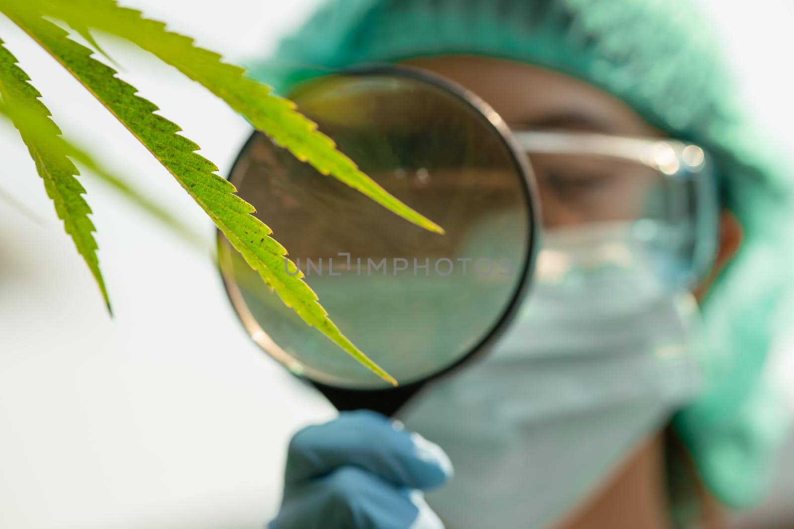 Farmer investigate Black Spot in Sativa Cannabis plant leaf disease using magnify glass.