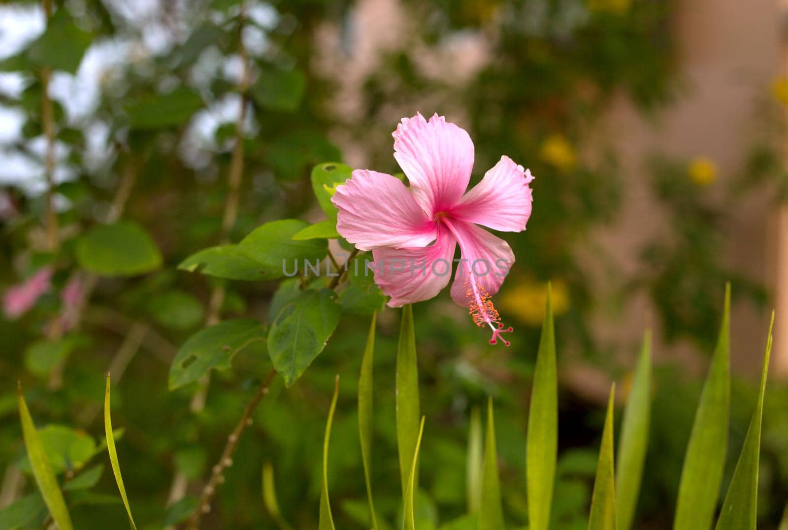 Pink macro hibiscus flower on blur green leaves background