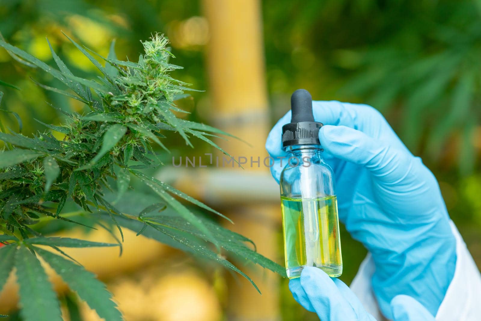 Hand holding Sativa Cannabis oil extract essential from Marijuana leaves for herbal medical nature plant. by qualitystocks