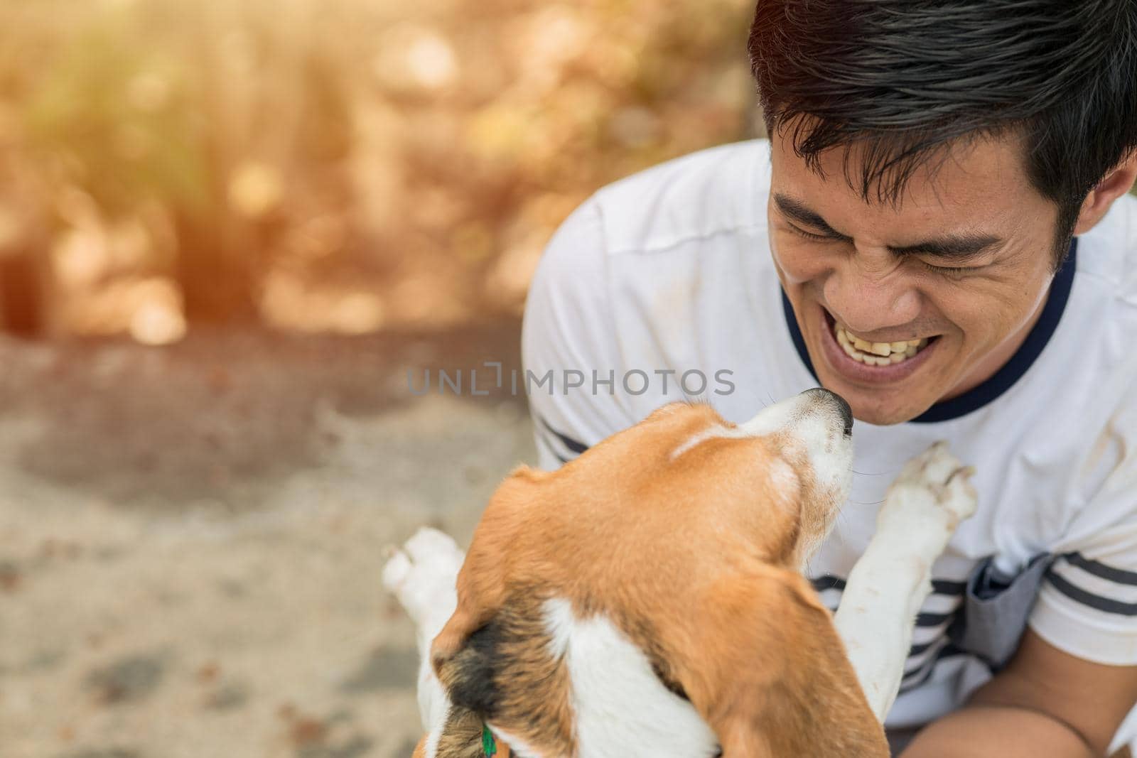 Asian man lovely cute playing with his puppy animal pet , Beagle are friendly dog with human. by qualitystocks