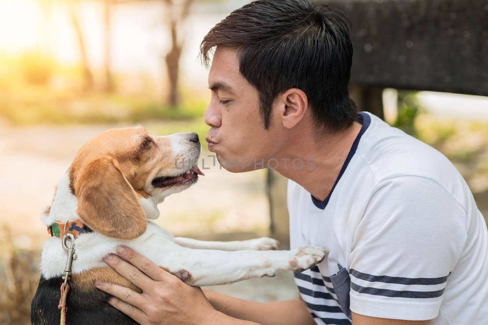 Asian man lovely cute playing kiss with his puppy animal pet , Beagle are friendly dog with human. by qualitystocks