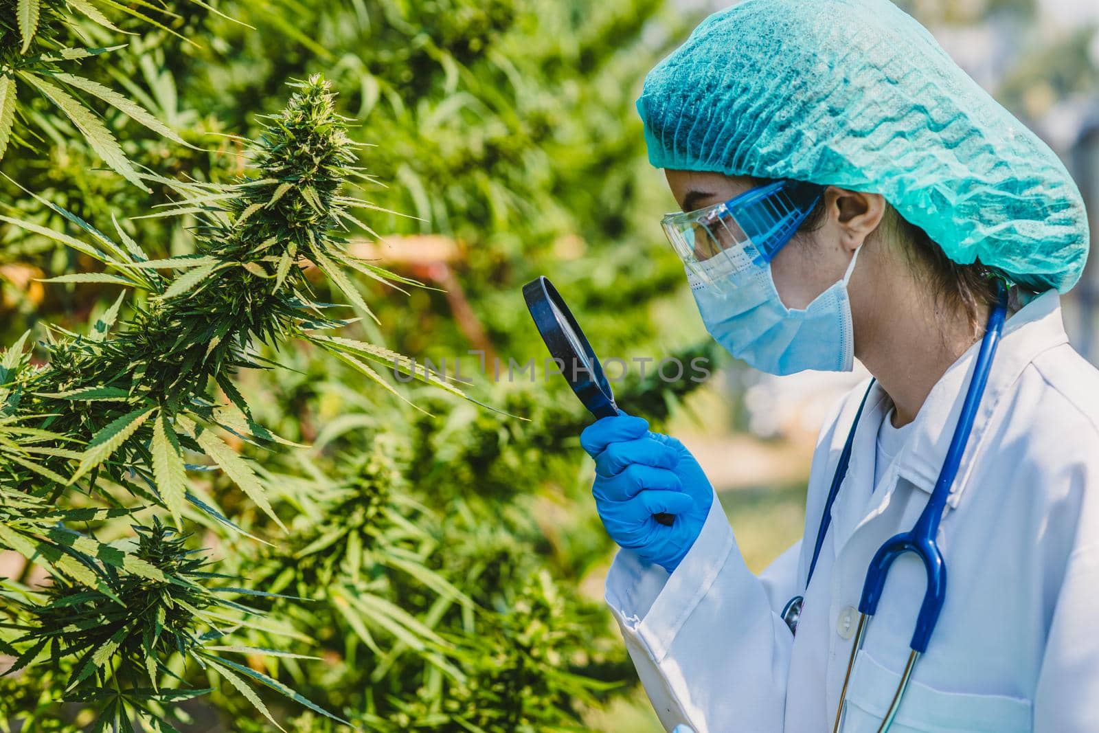 Doctor scientist using magnifying glass to study research in Sativa Cannabis plant tree closeup leaf buds for using THC or CBD in medications treatment