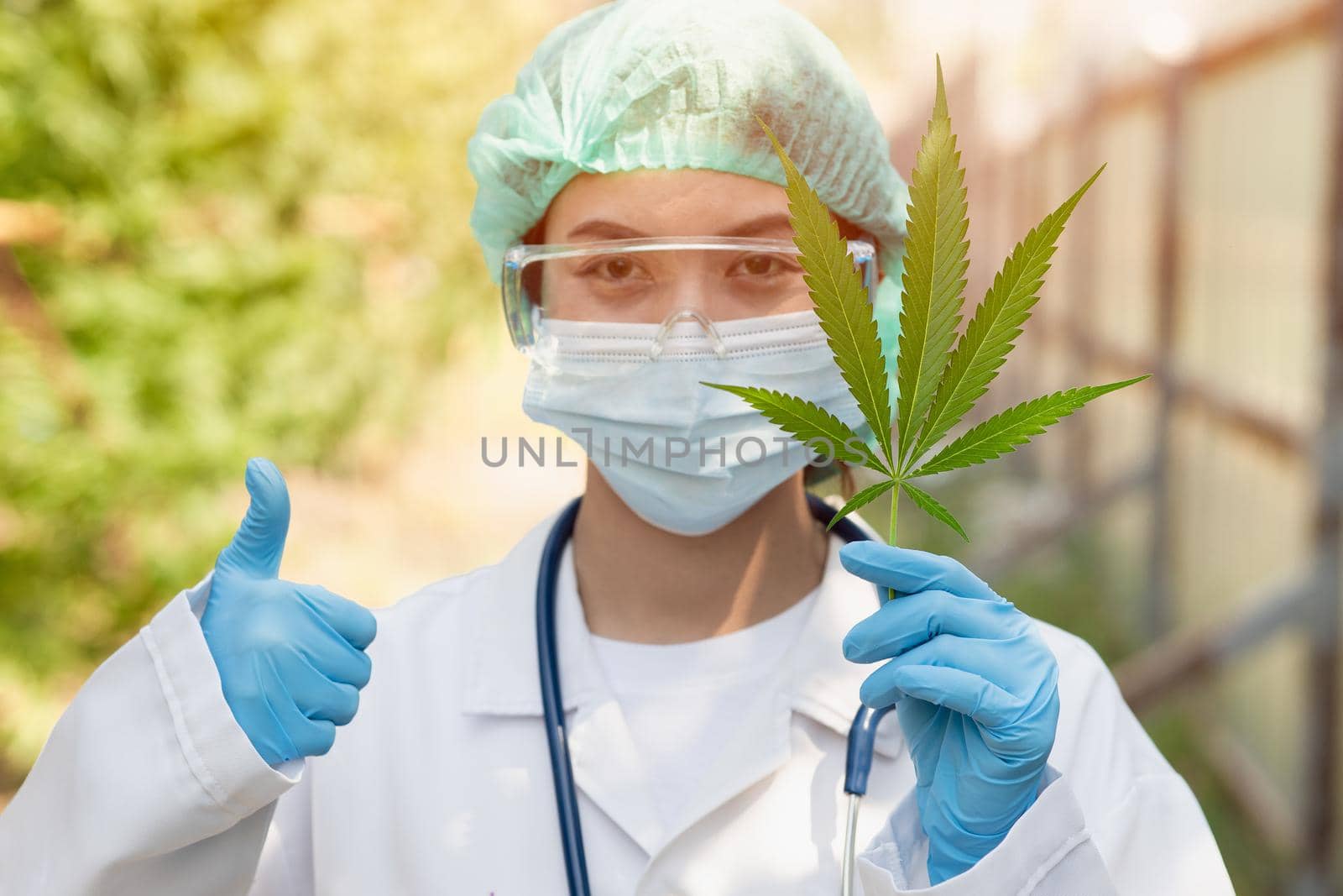 Scientist Doctor Thumbs up with confirm legal to use Sativa Cannabis indica plant leaf THC herbal in medical concept. by qualitystocks