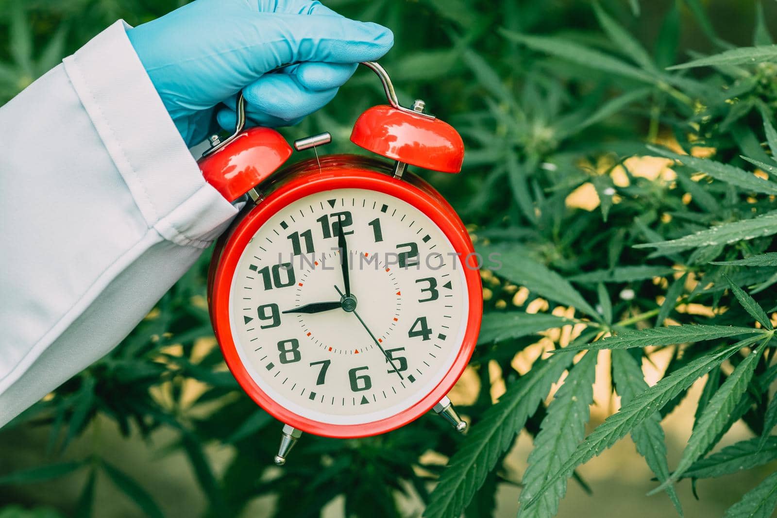 Times clock with Sativa Cannabis Marijuana plant leaves or Hemp for countdown to legalization medical herbal concept. by qualitystocks