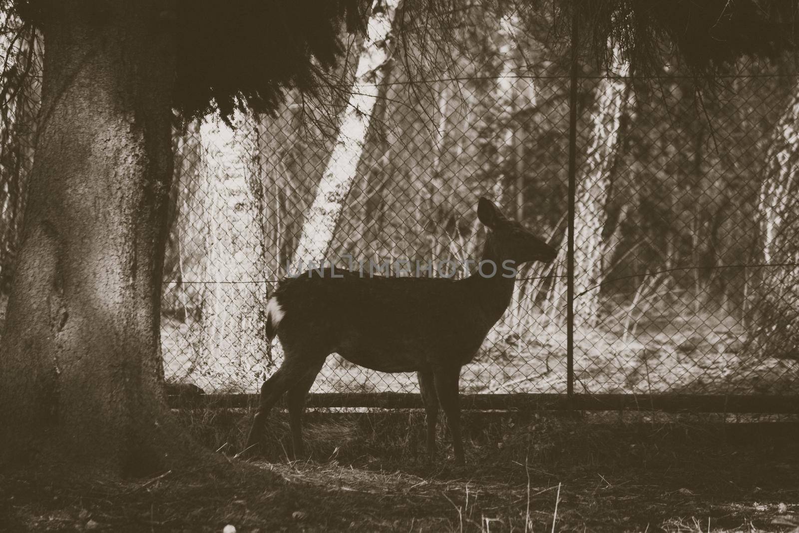 A small roe deer stands under a tree against the backdrop of a mesh fence sepia style. High quality photo