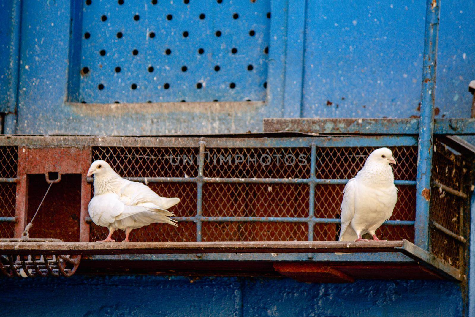 Two white doves are sitting on a rusty dovecote. High quality photo