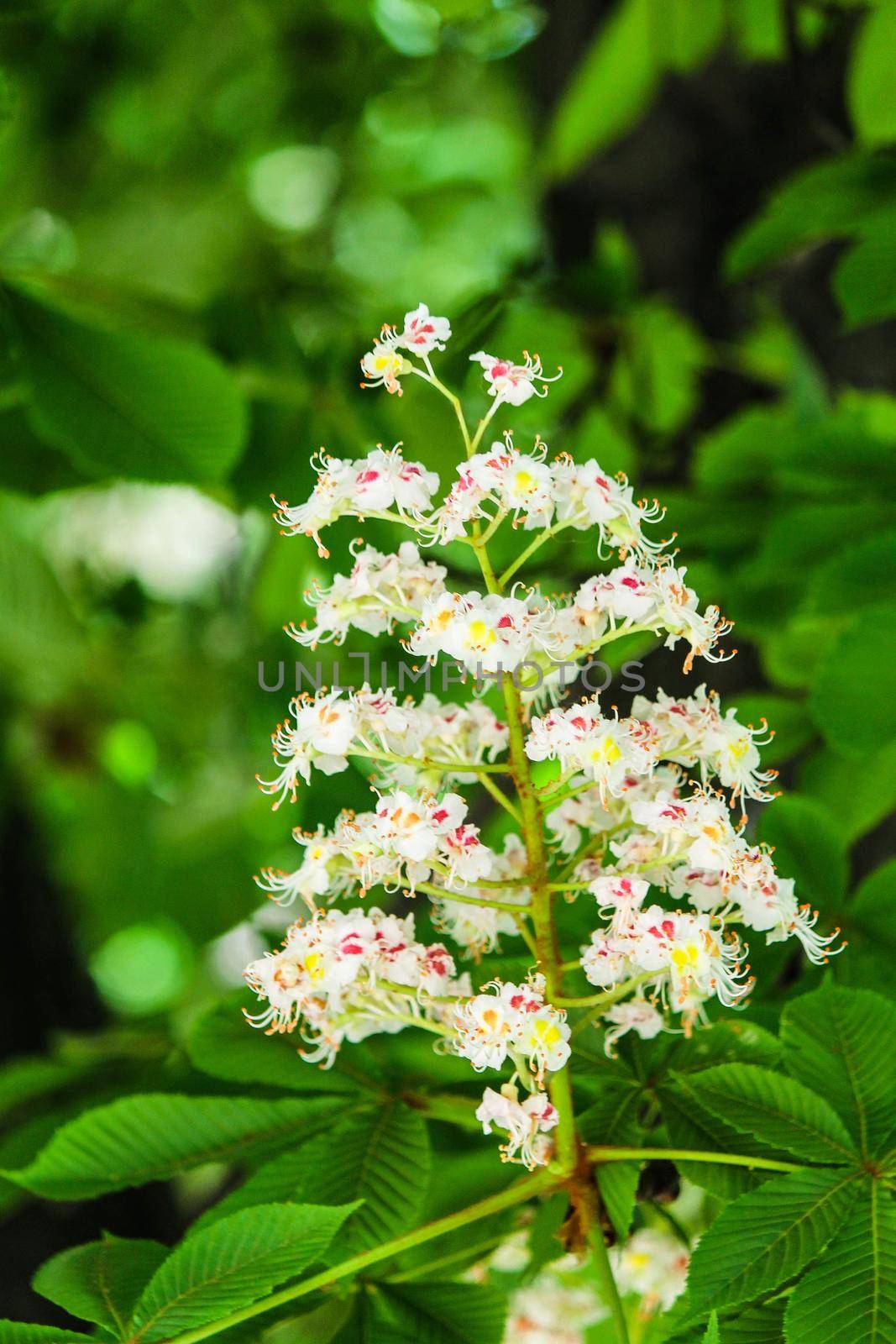 Bunches of chestnut flowers on a sunny May day by grekoni