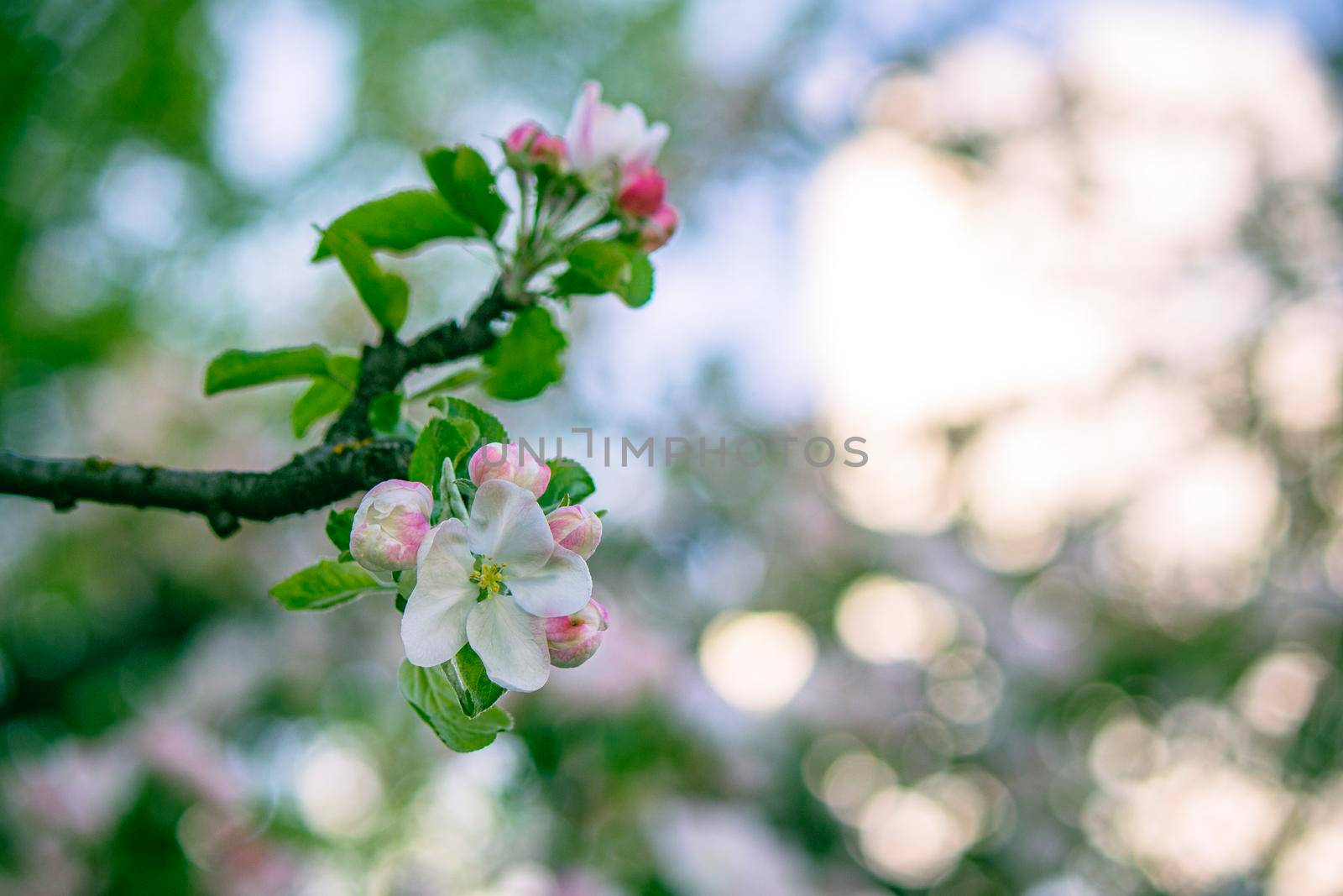 Blooming flowers on a branch of an apple tree in spring by grekoni