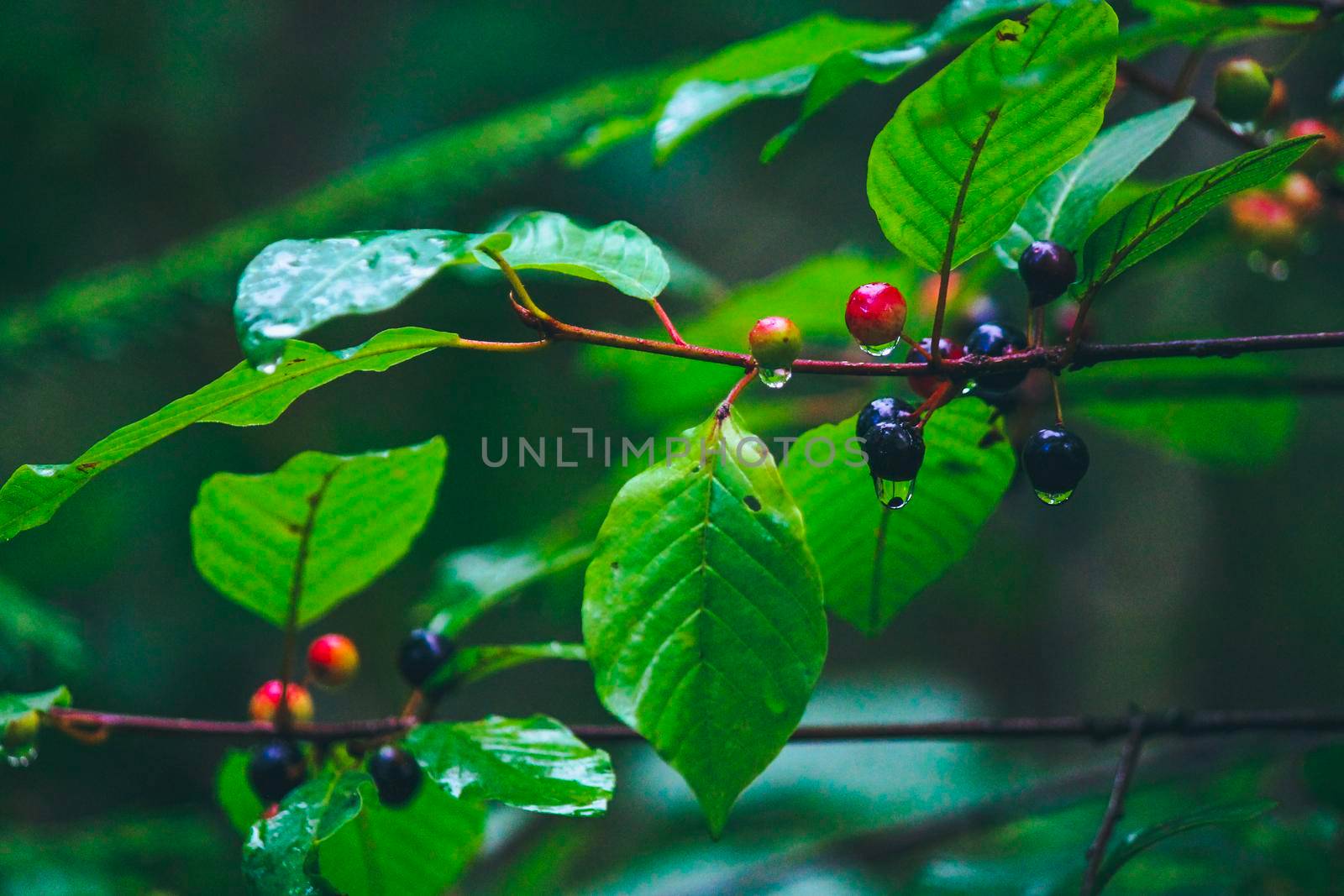 Wolf berries with raindrops on a branch with green leaves by grekoni