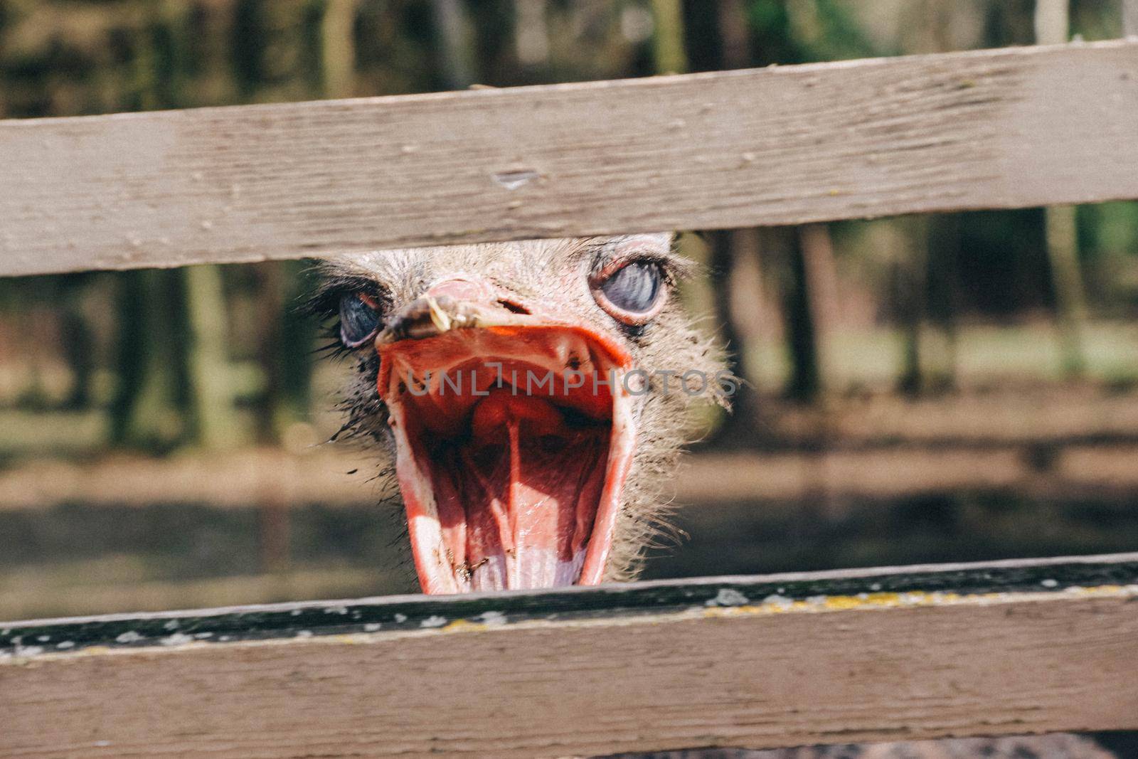 Head of a angry screaming ostrich with a wide open beak by grekoni