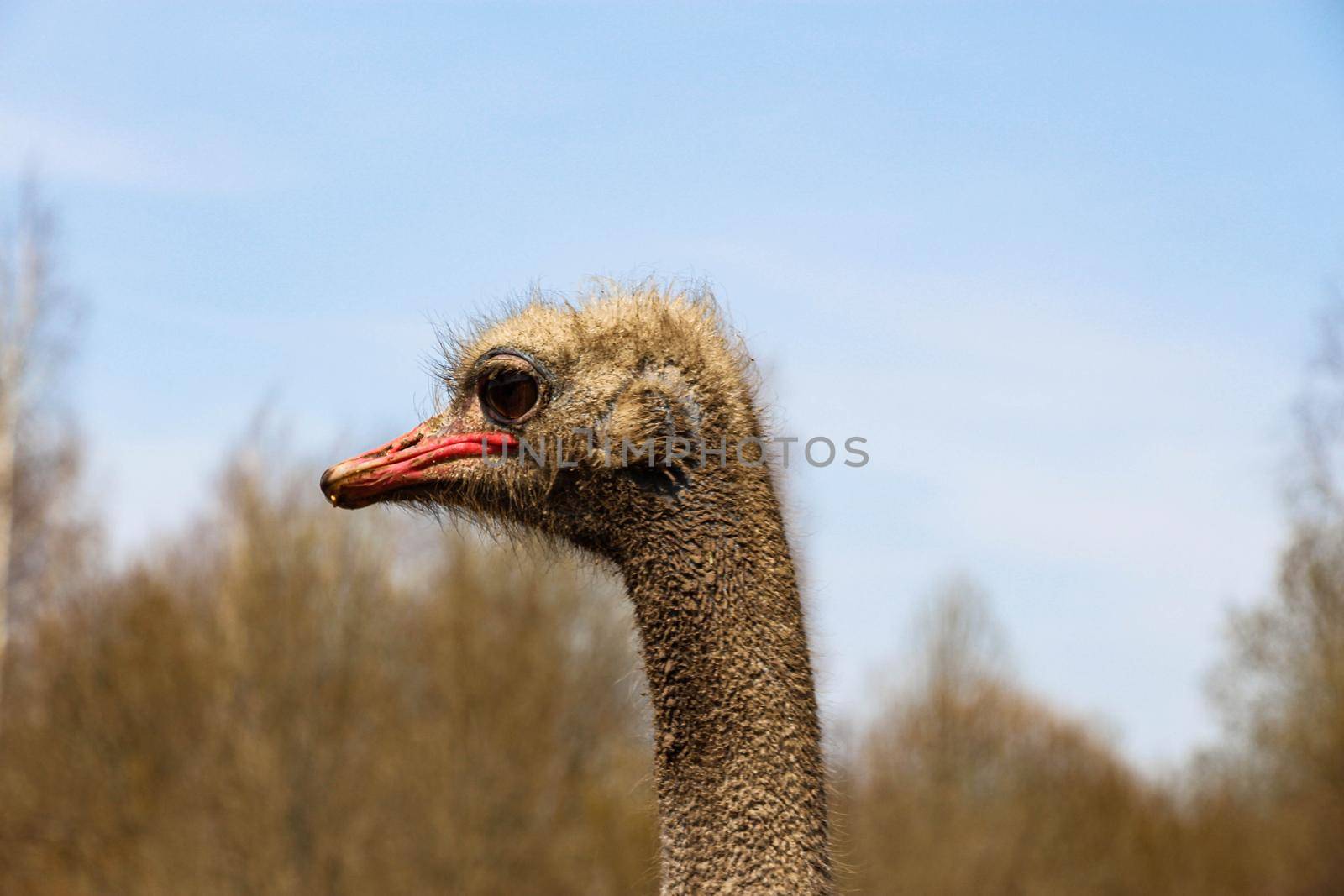 Ostrich head shot close-up on the background of the forest and sky. High quality photo