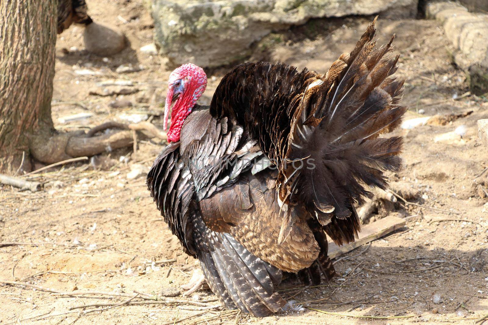 Fat turkey strutting walks in the rays of the spring sun. High quality photo