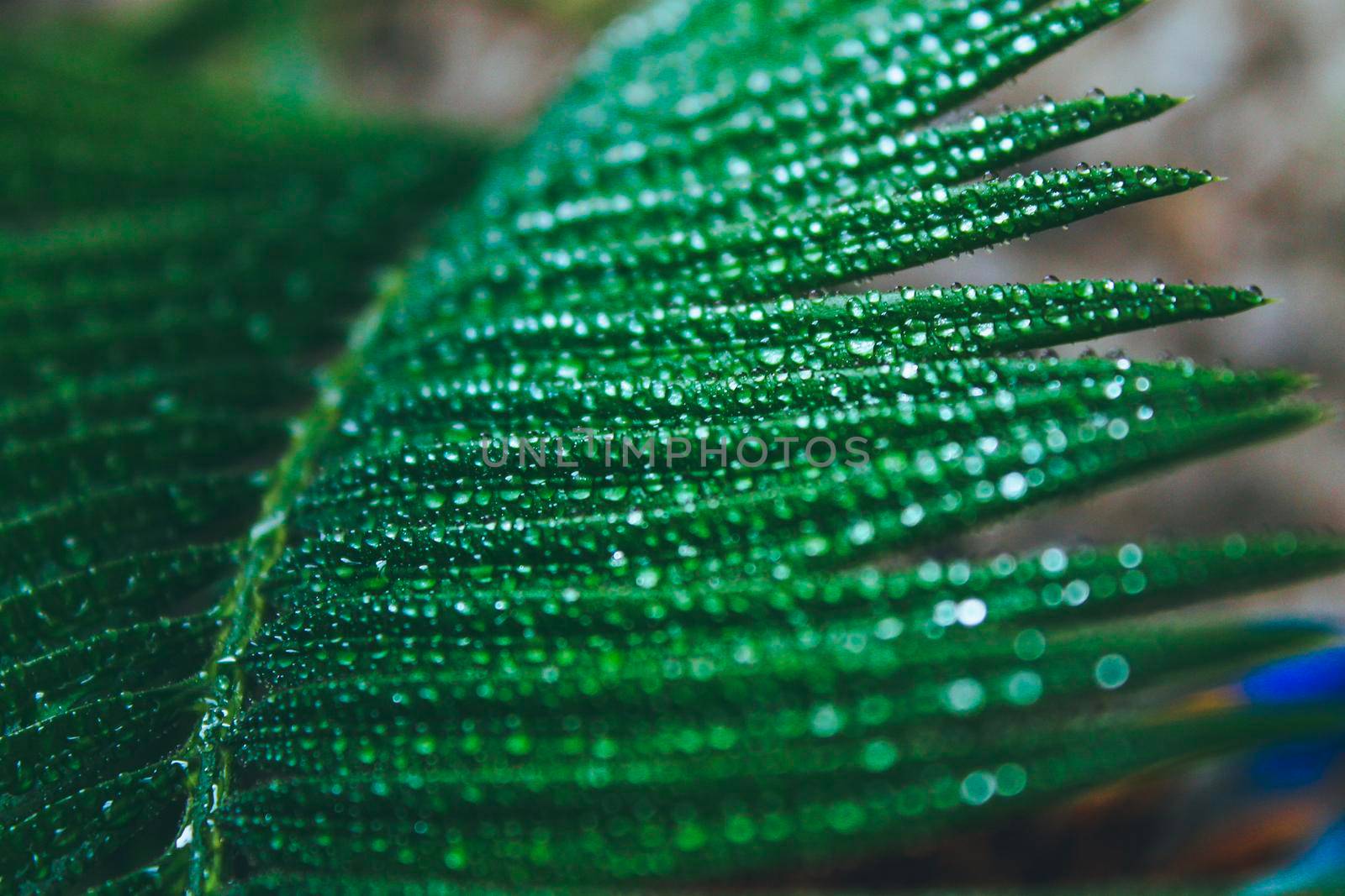 Deep green cycas leaves, shot close-up with water drops . Macro high quality photo