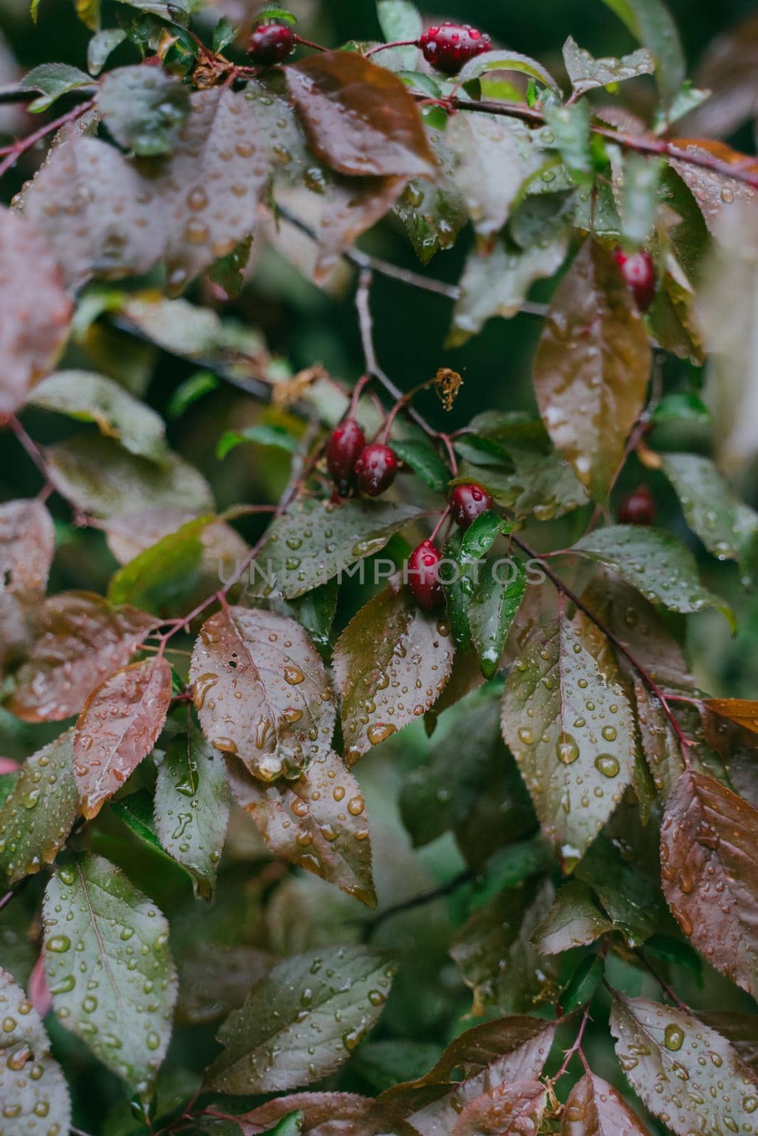 Red berries on a bush. Dogwood in raindrops. Red dogwood berries on a tree in raindrops. Vertical photo.